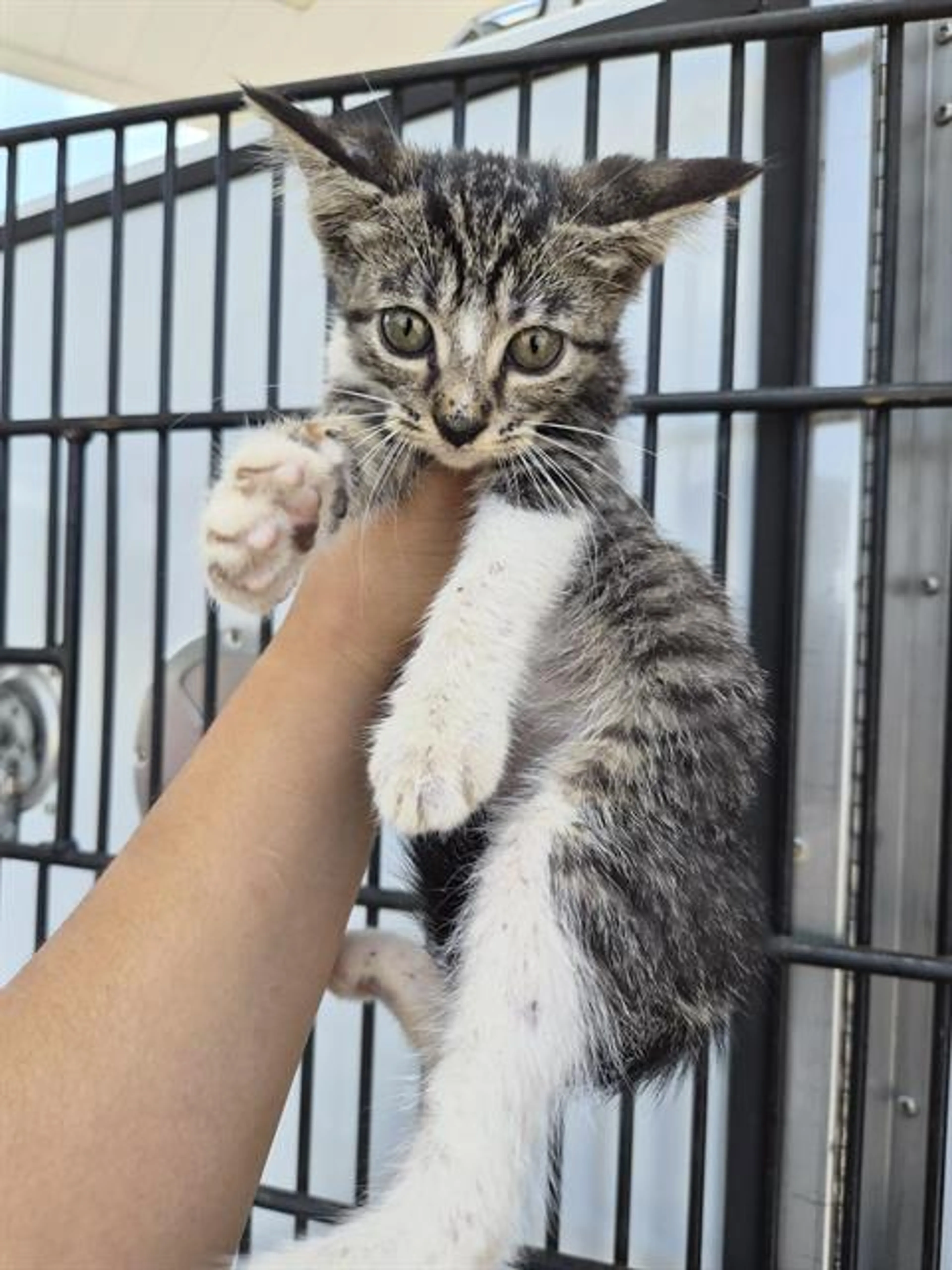 cdn image