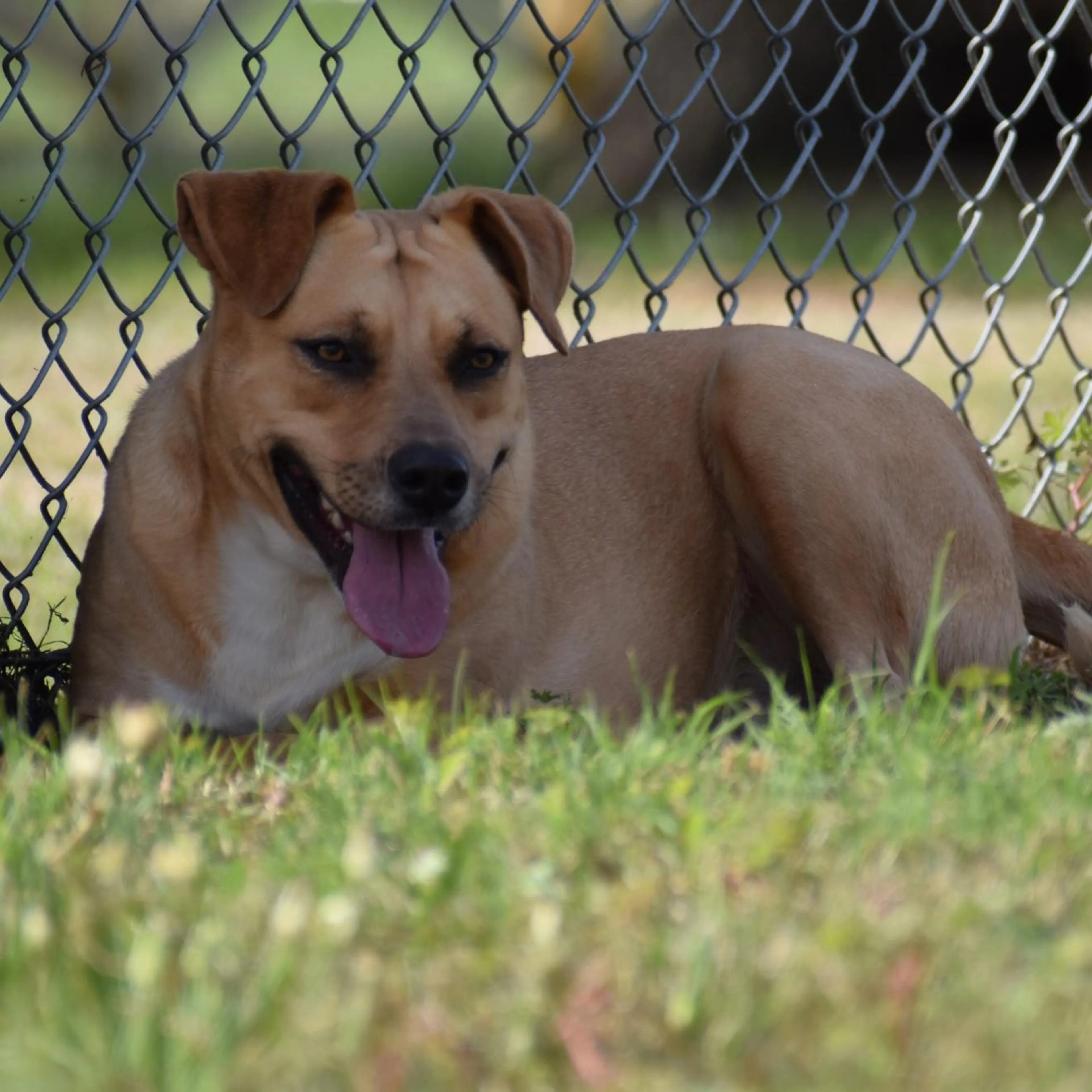 cdn image