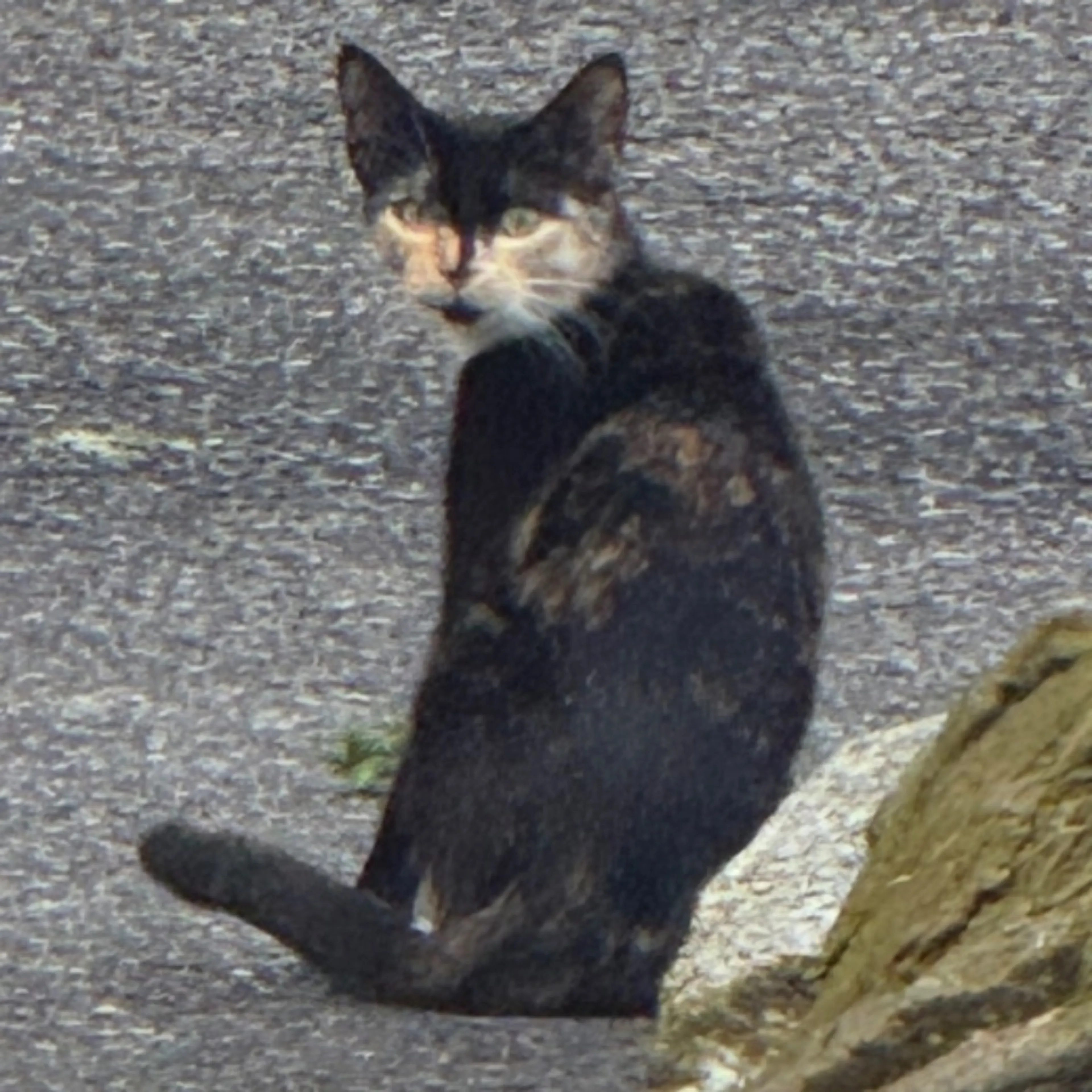 cdn image