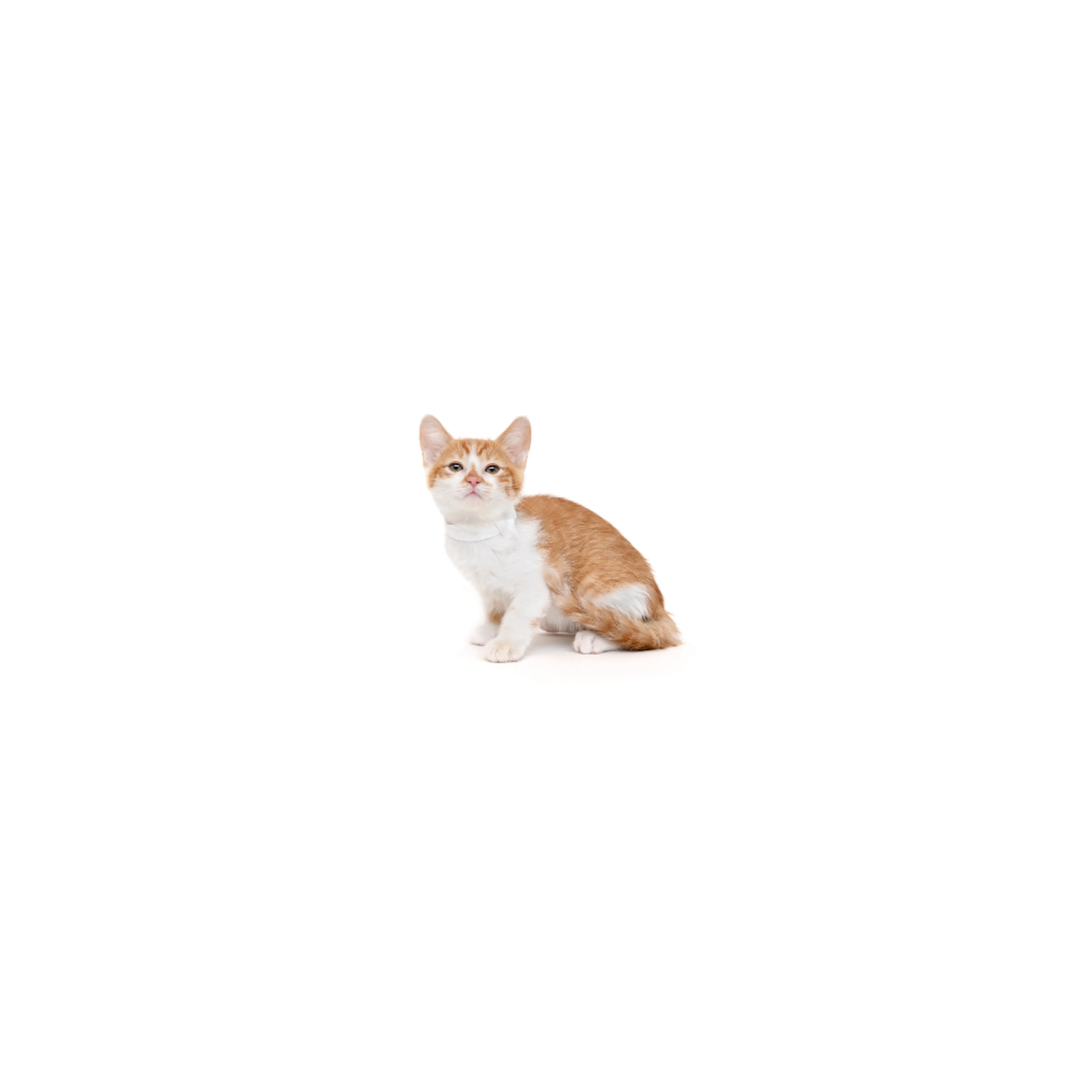 cdn image
