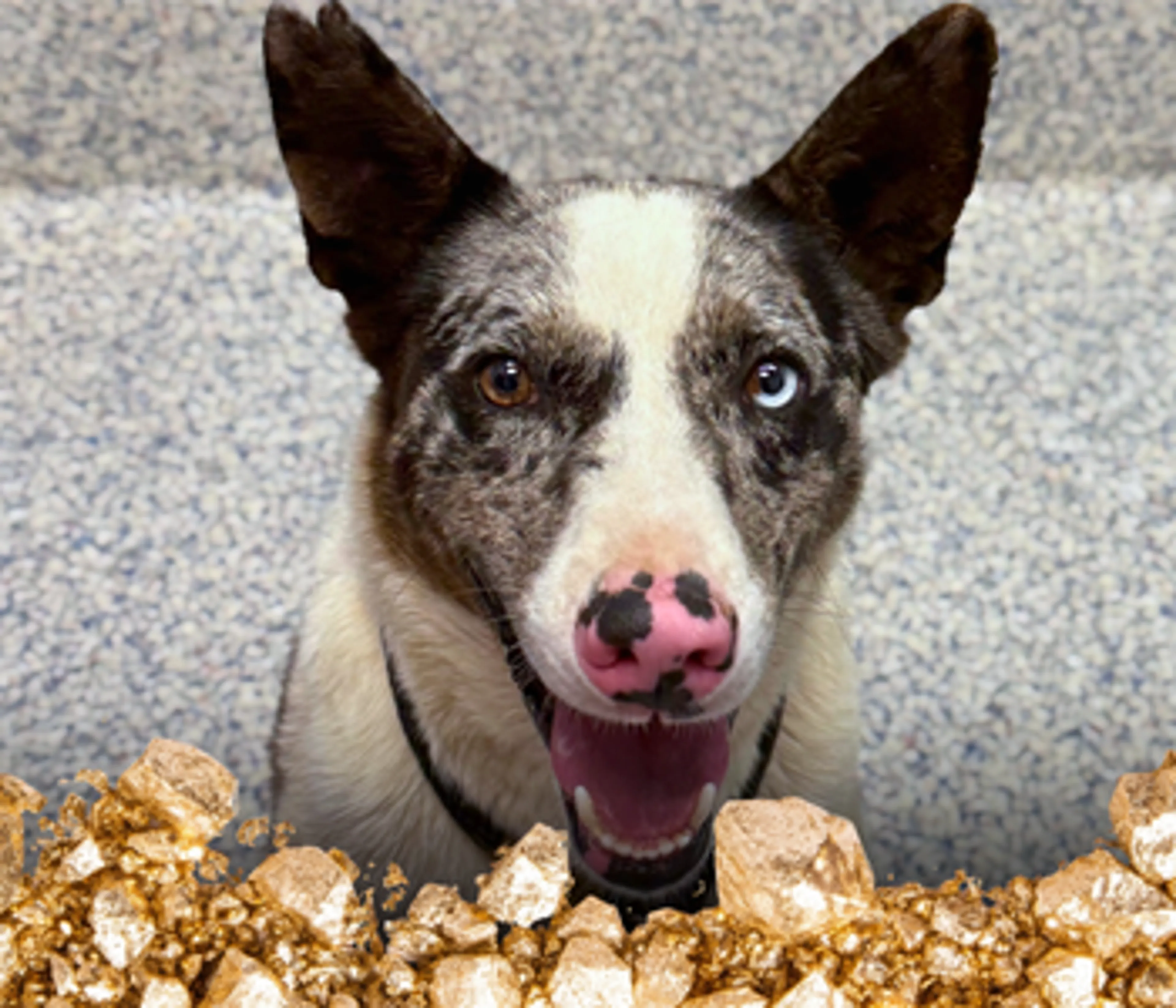 cdn image