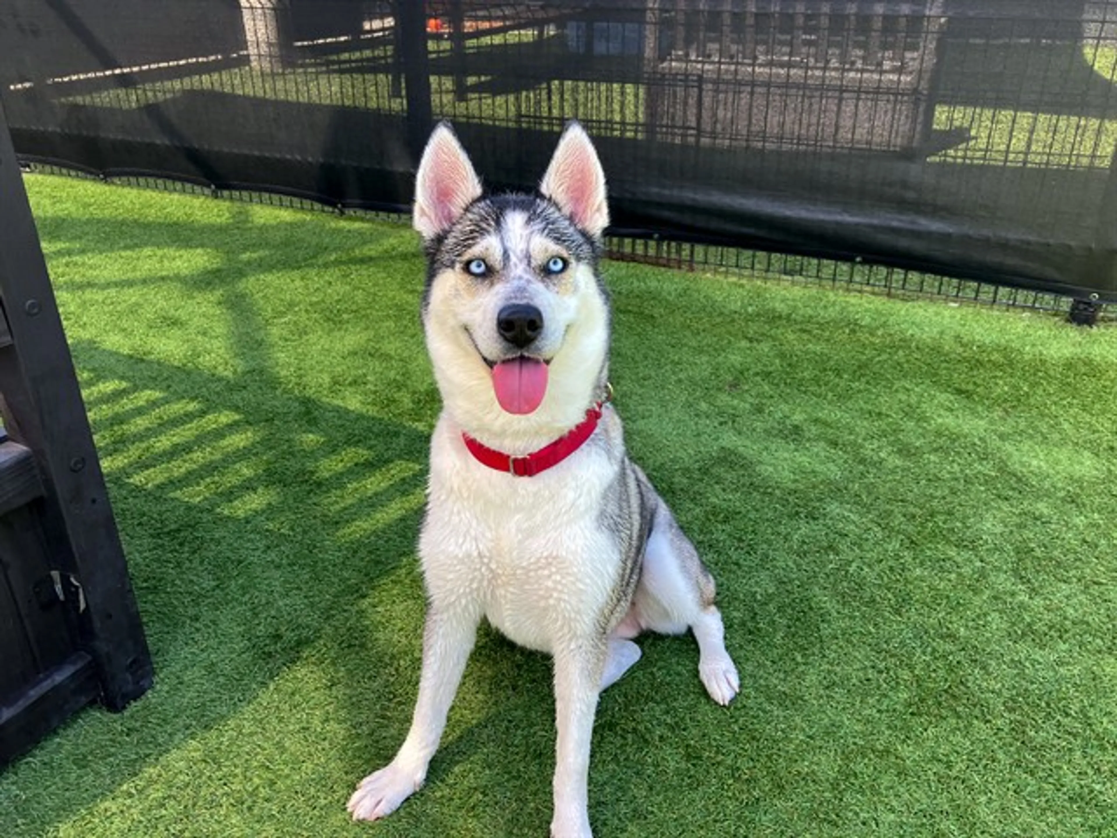 cdn image