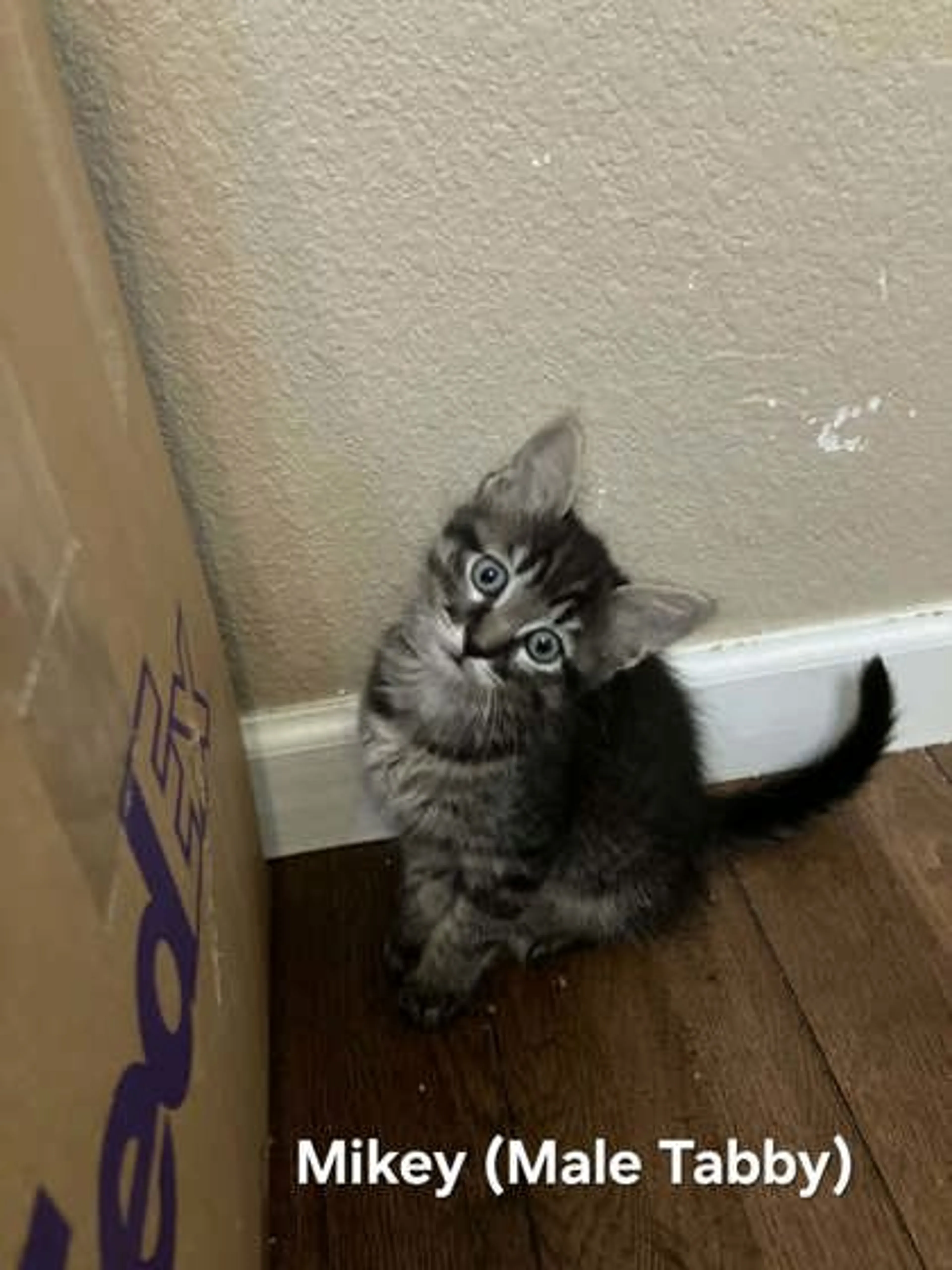 cdn image