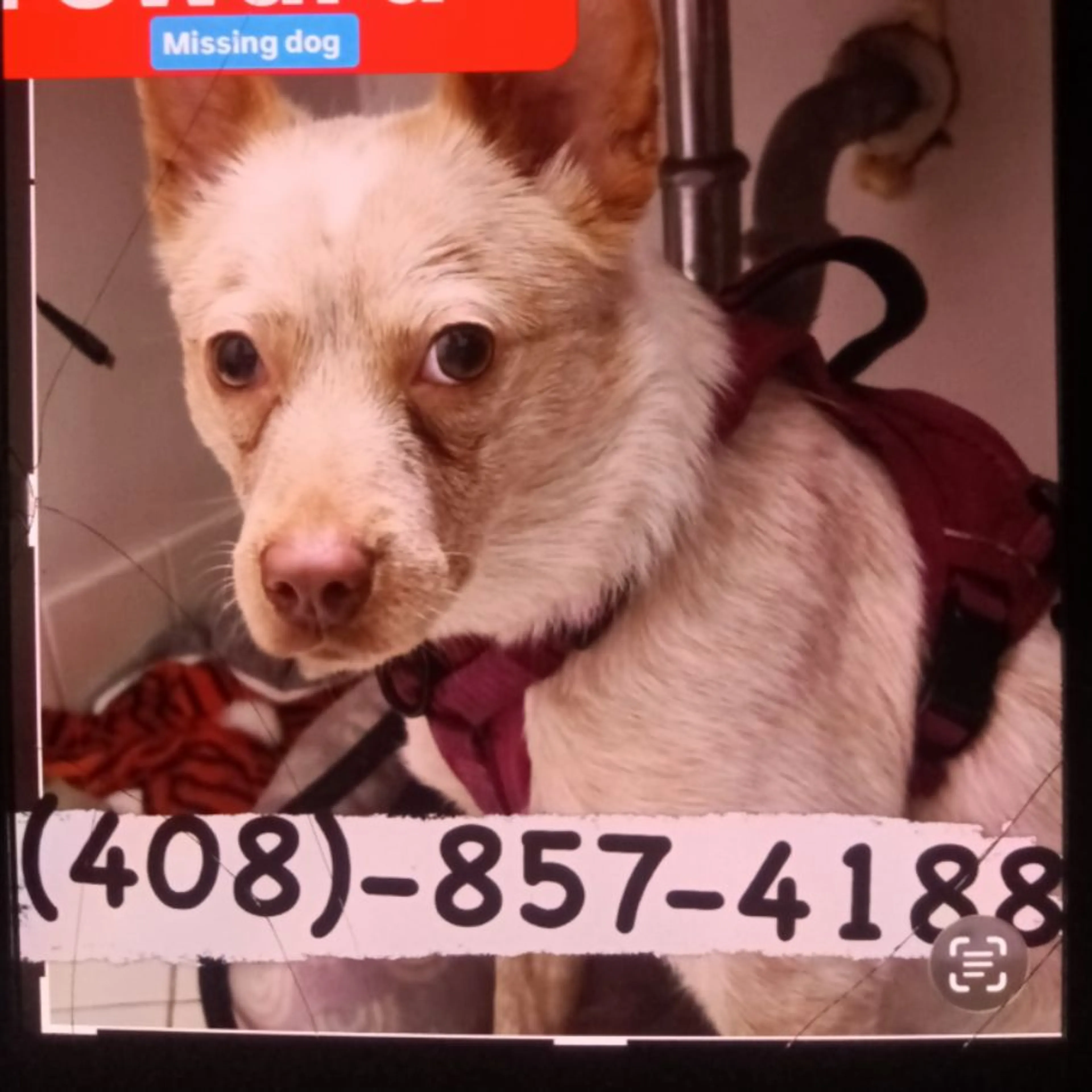 cdn image