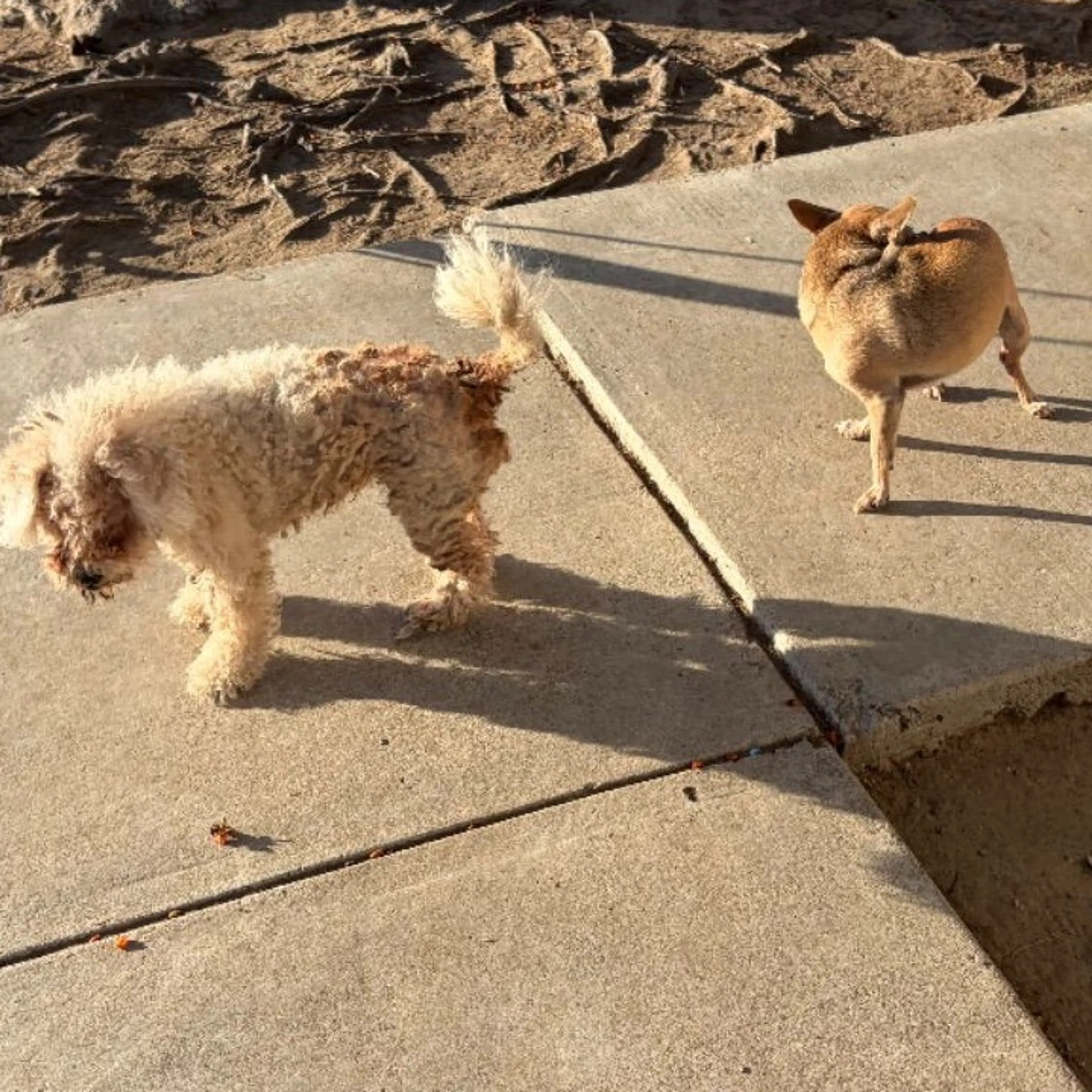 cdn image