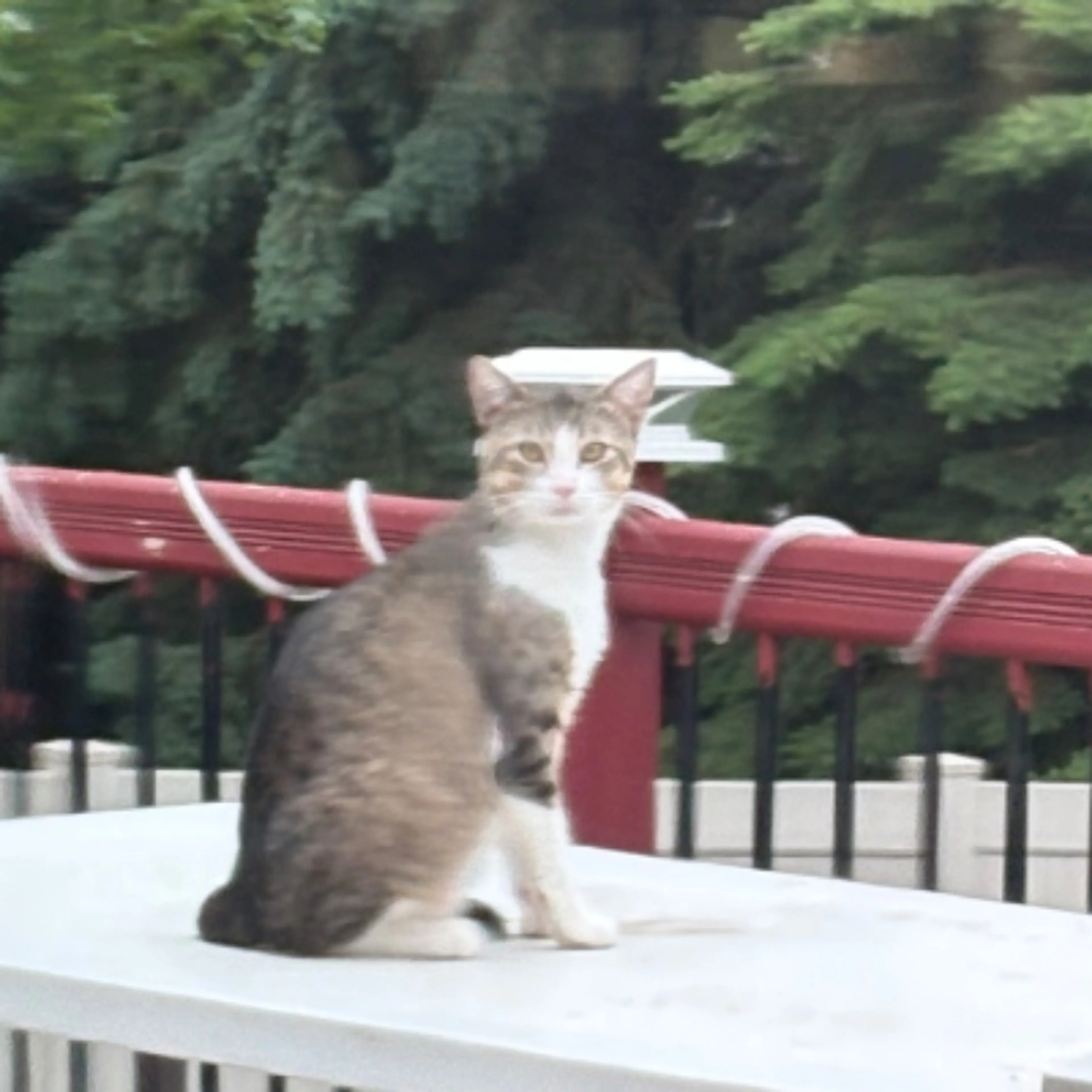 cdn image