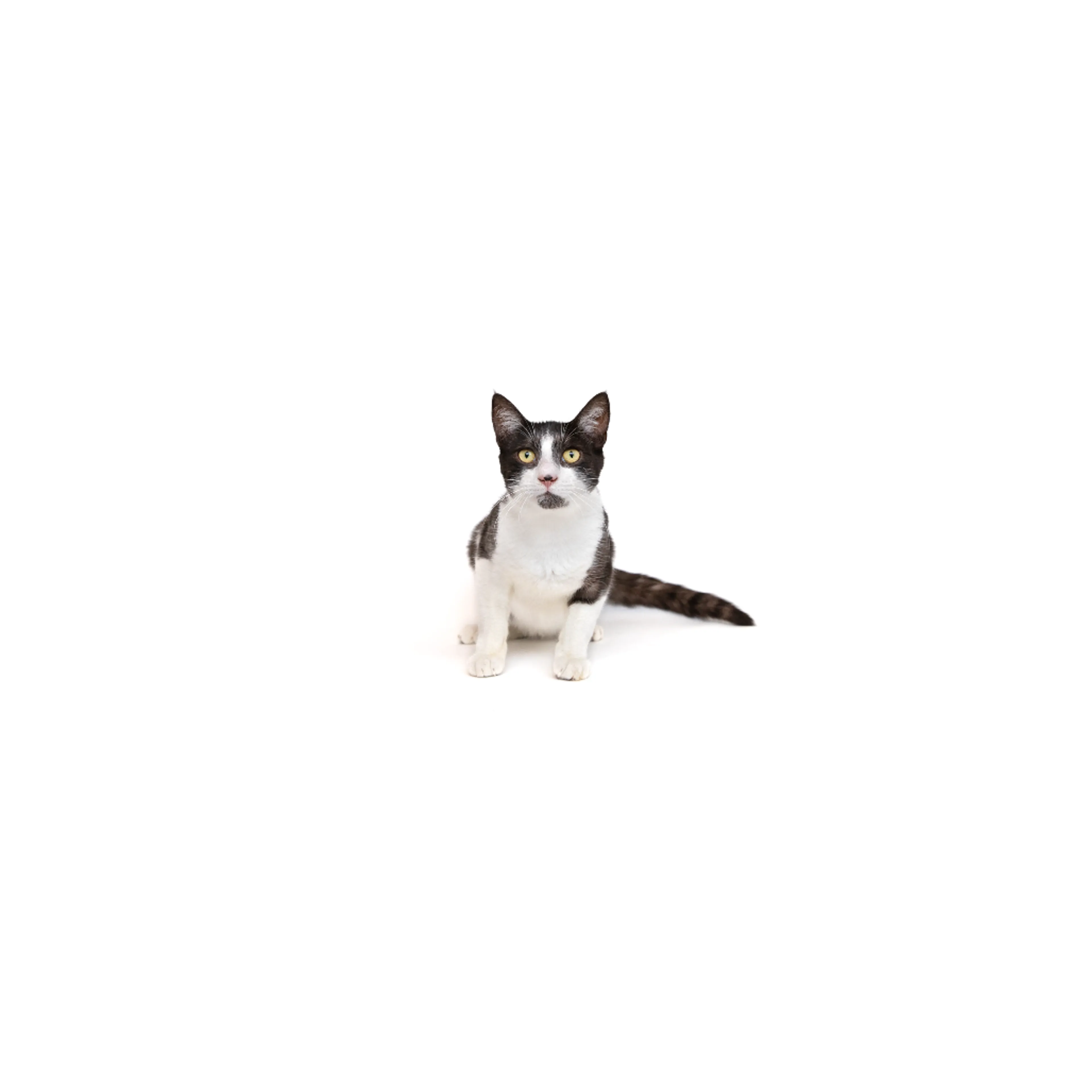 cdn image