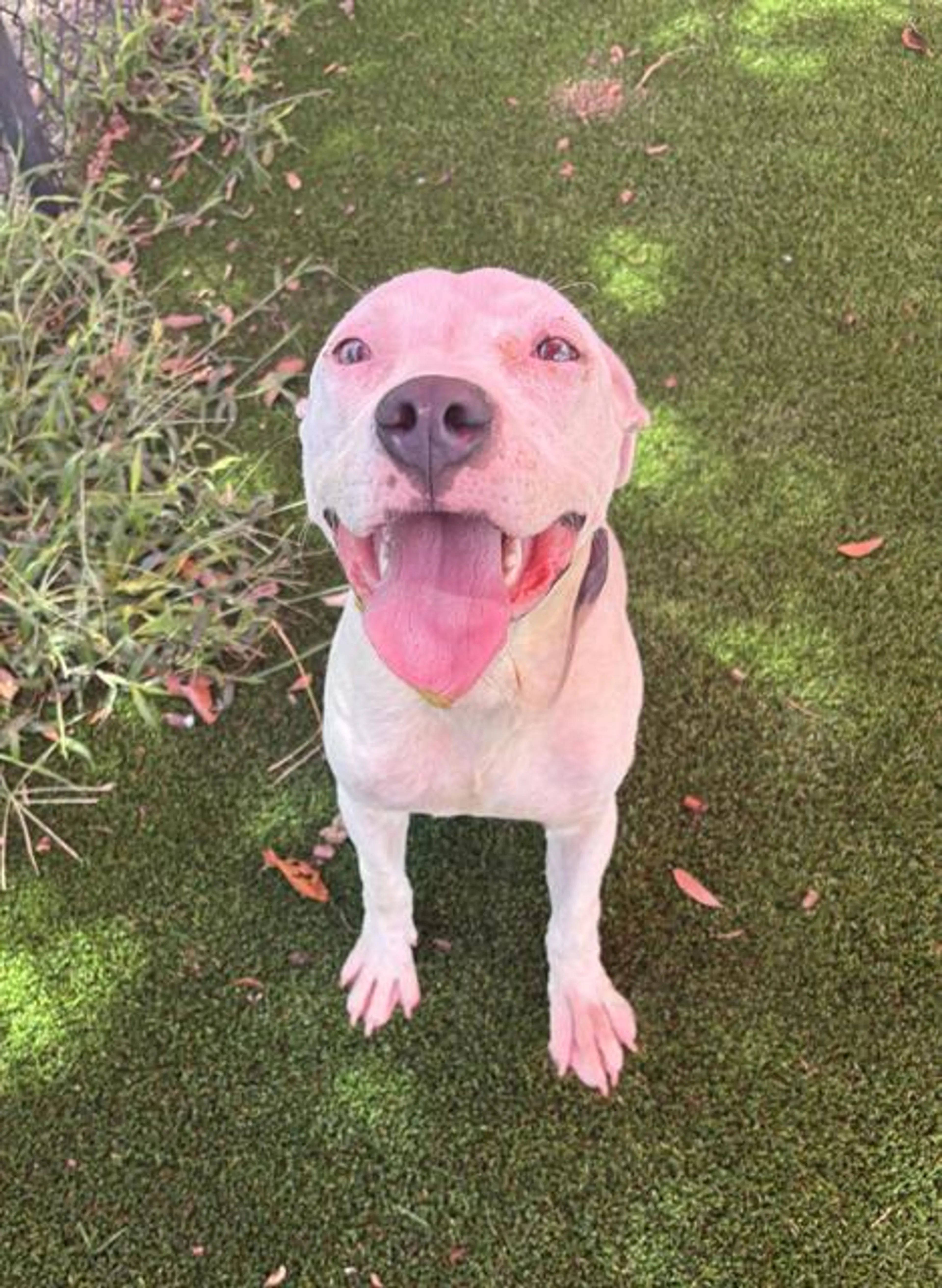 cdn image