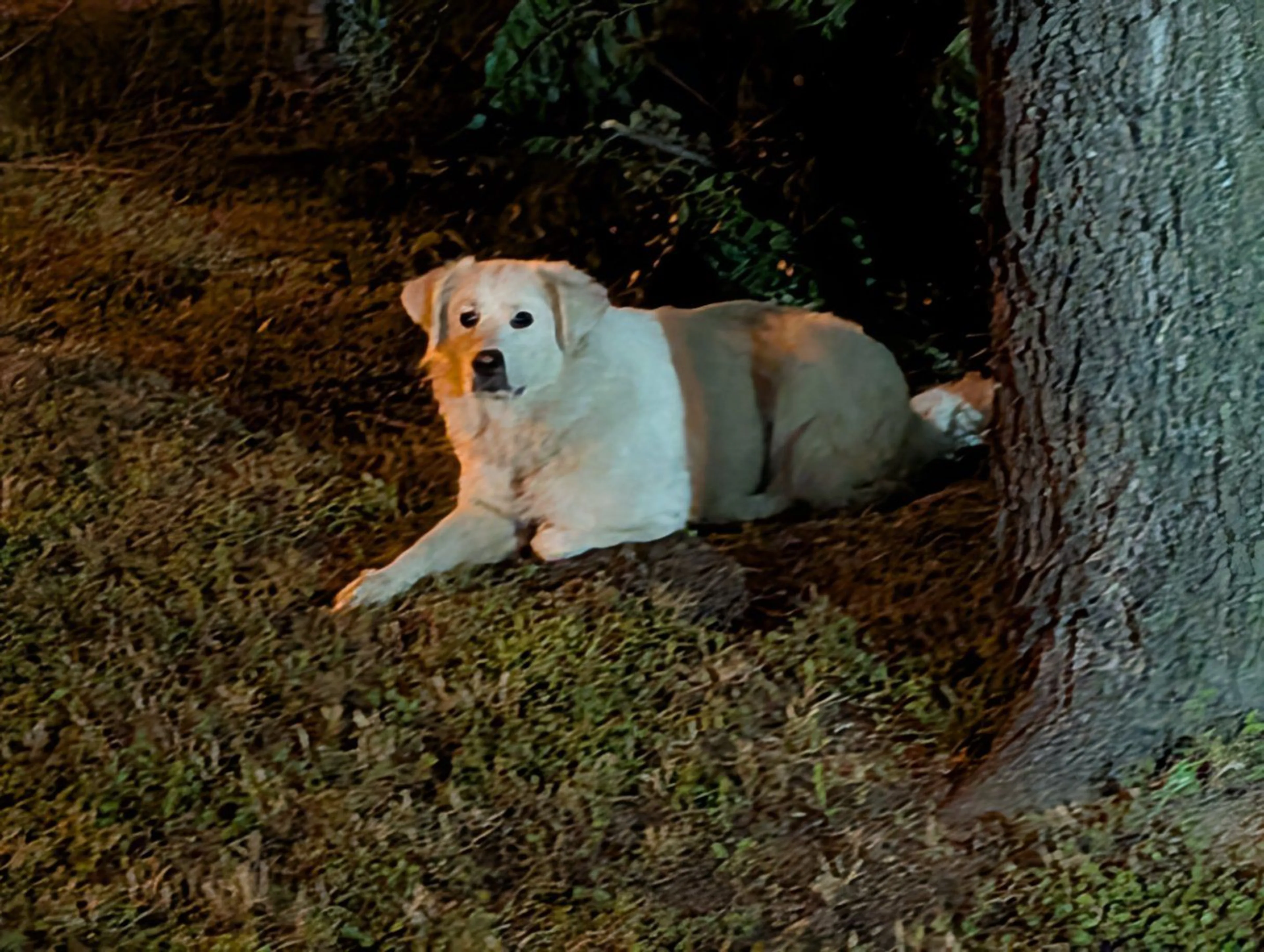 cdn image