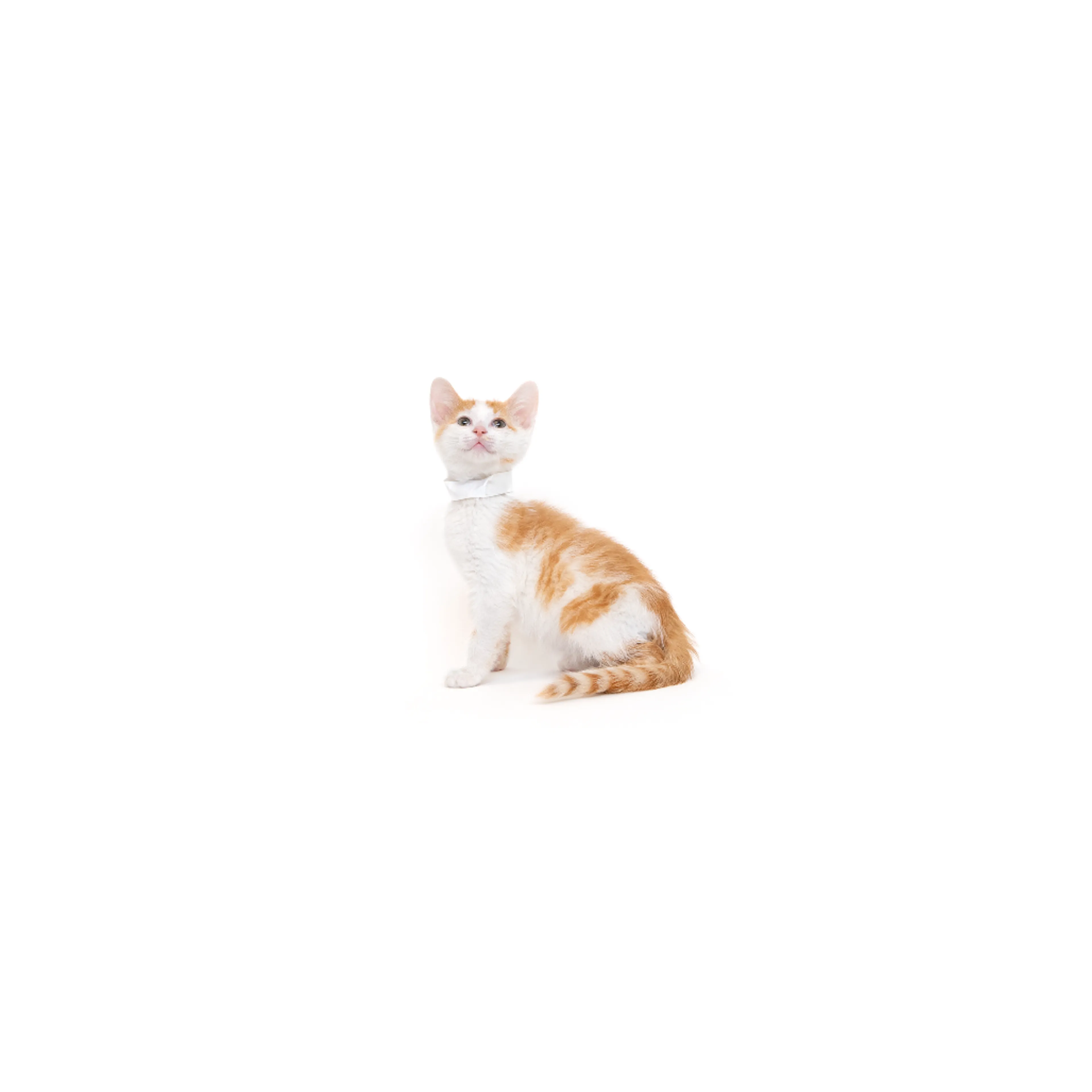 cdn image