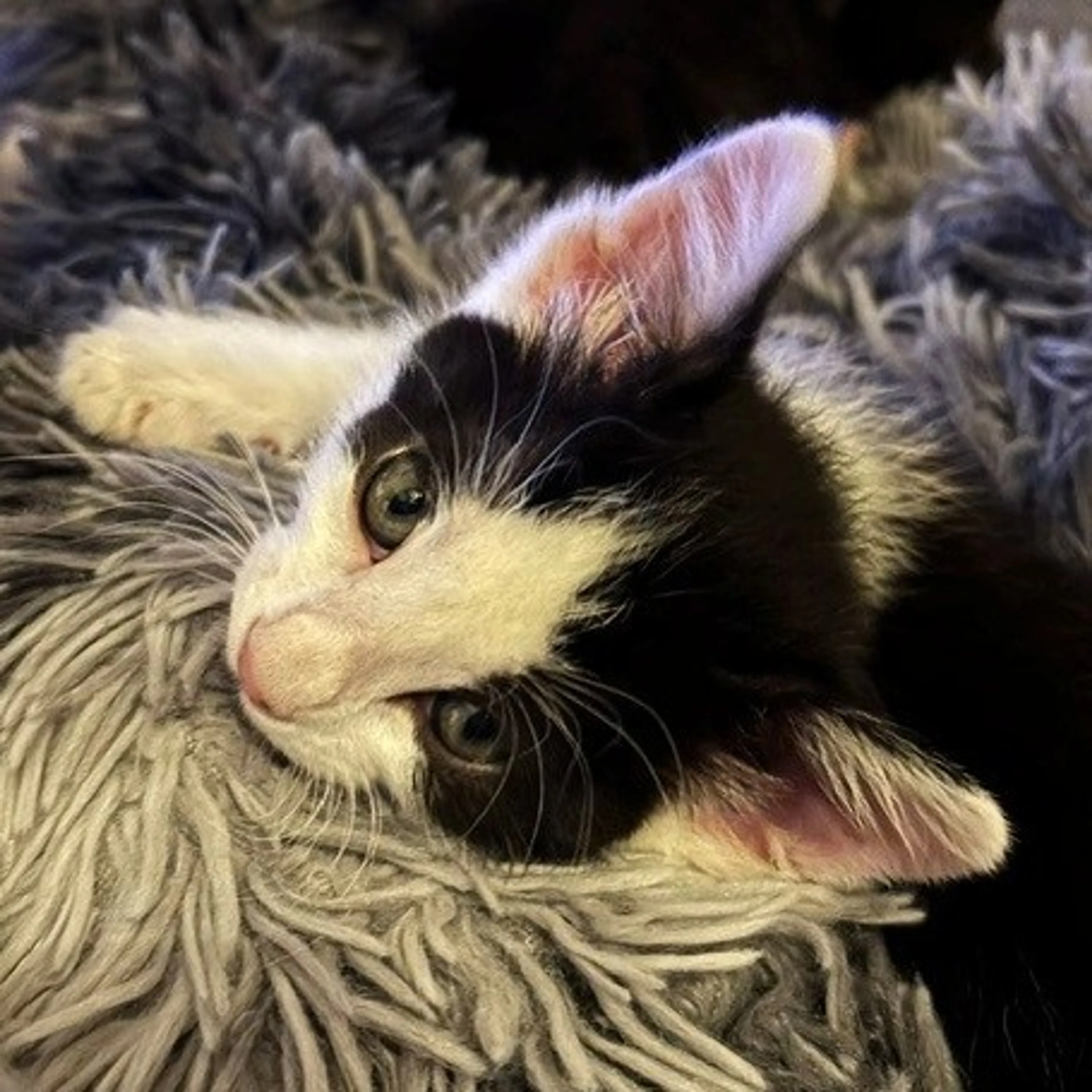 cdn image