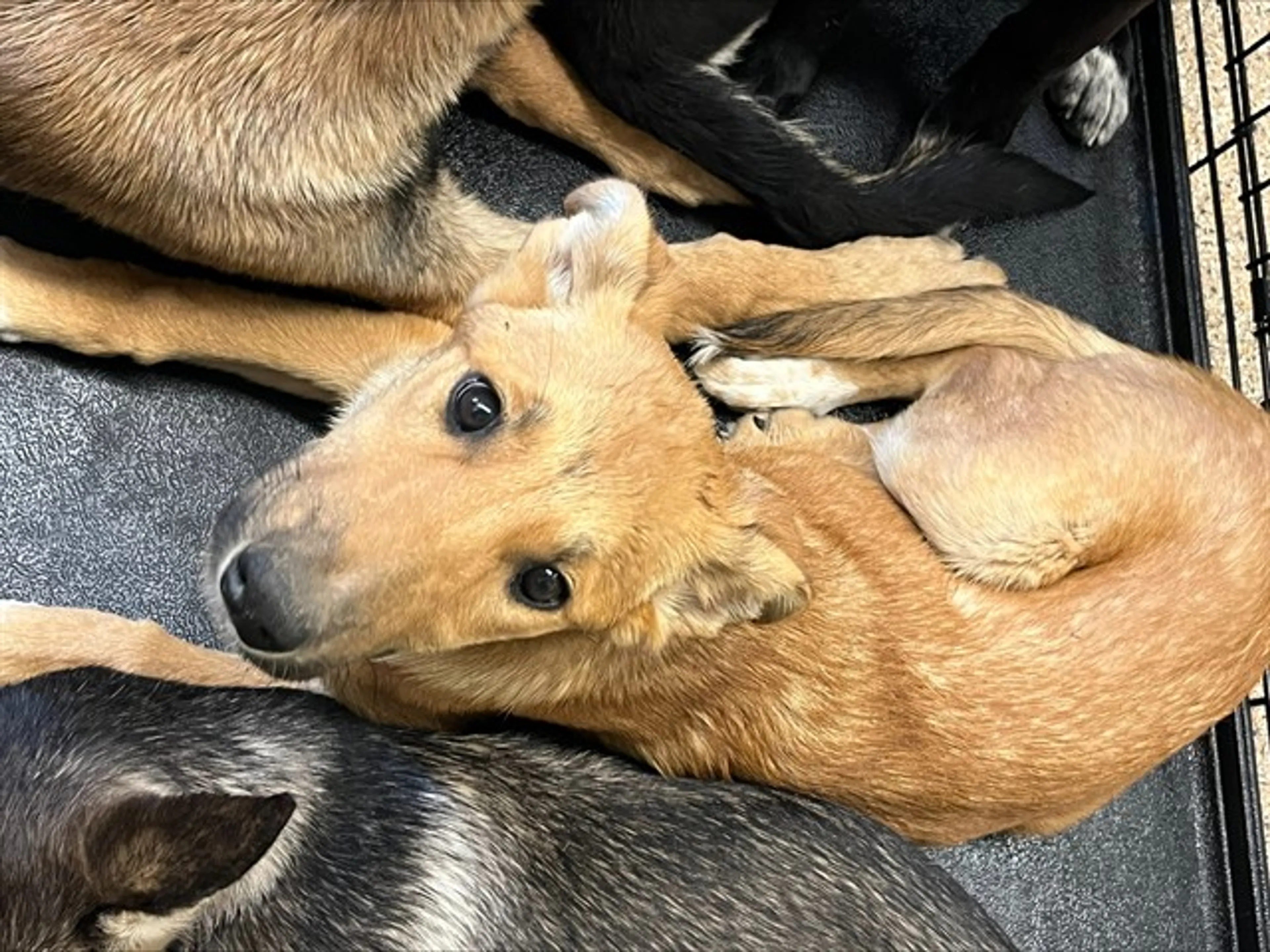 cdn image