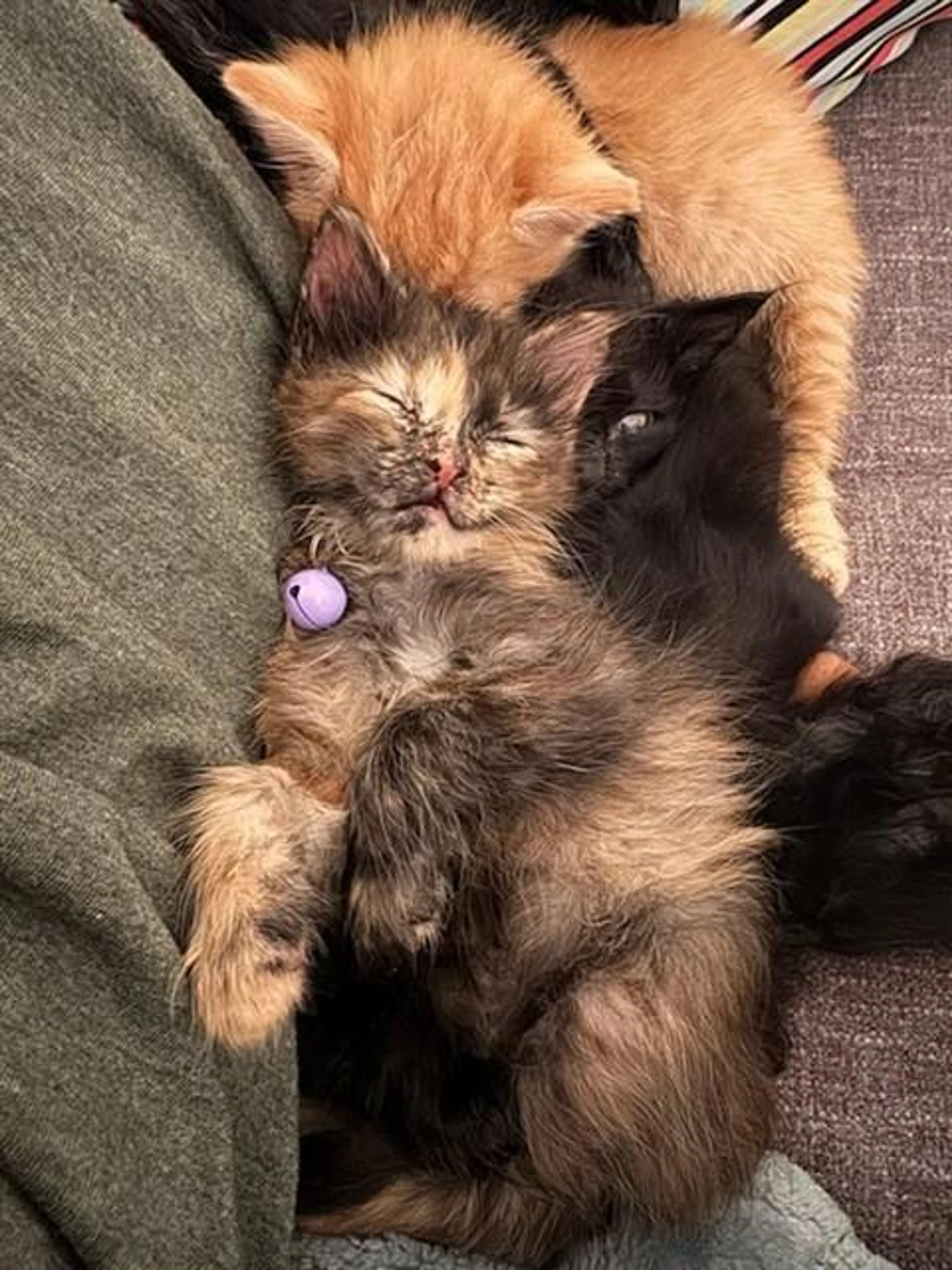cdn image