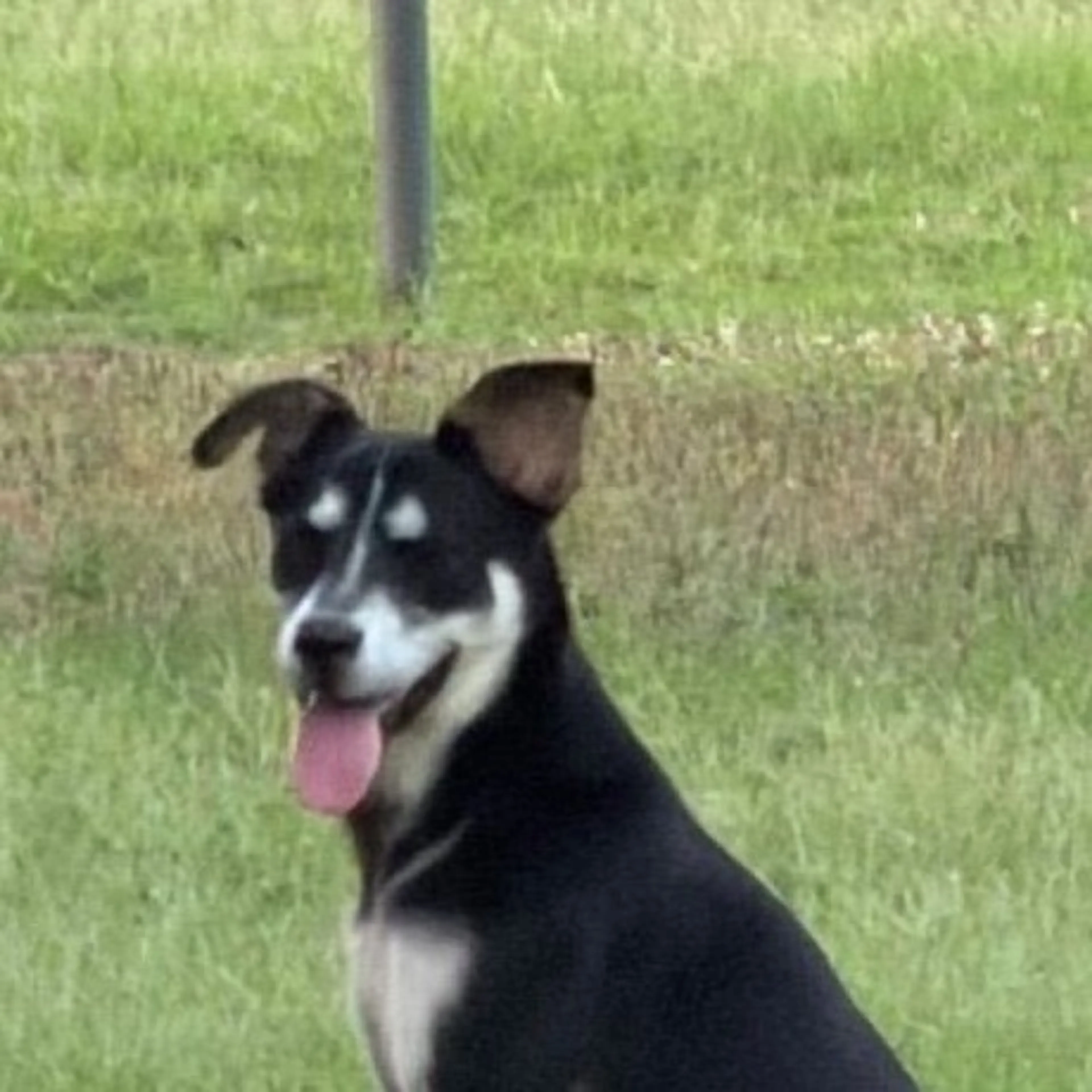 cdn image