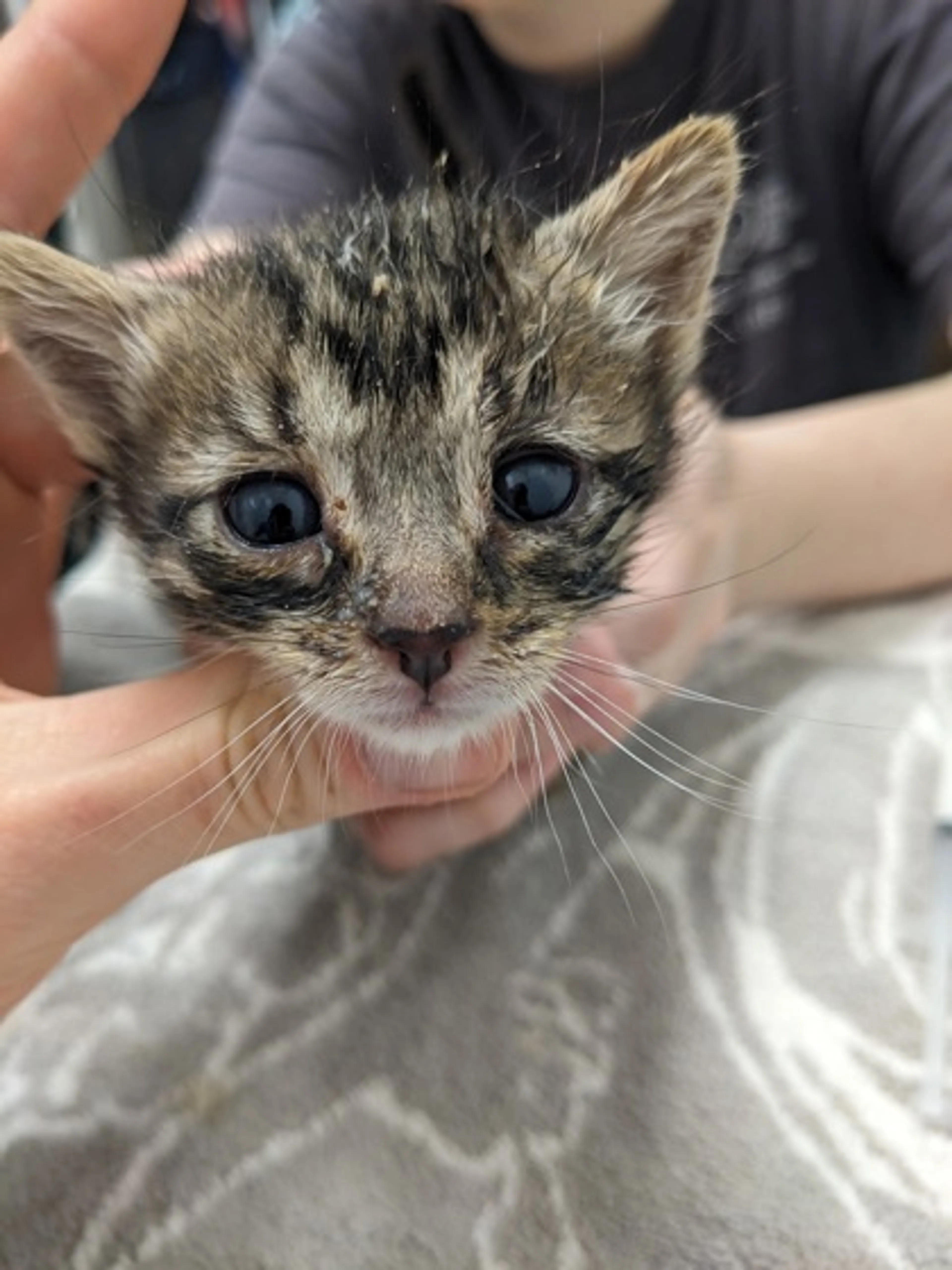 cdn image