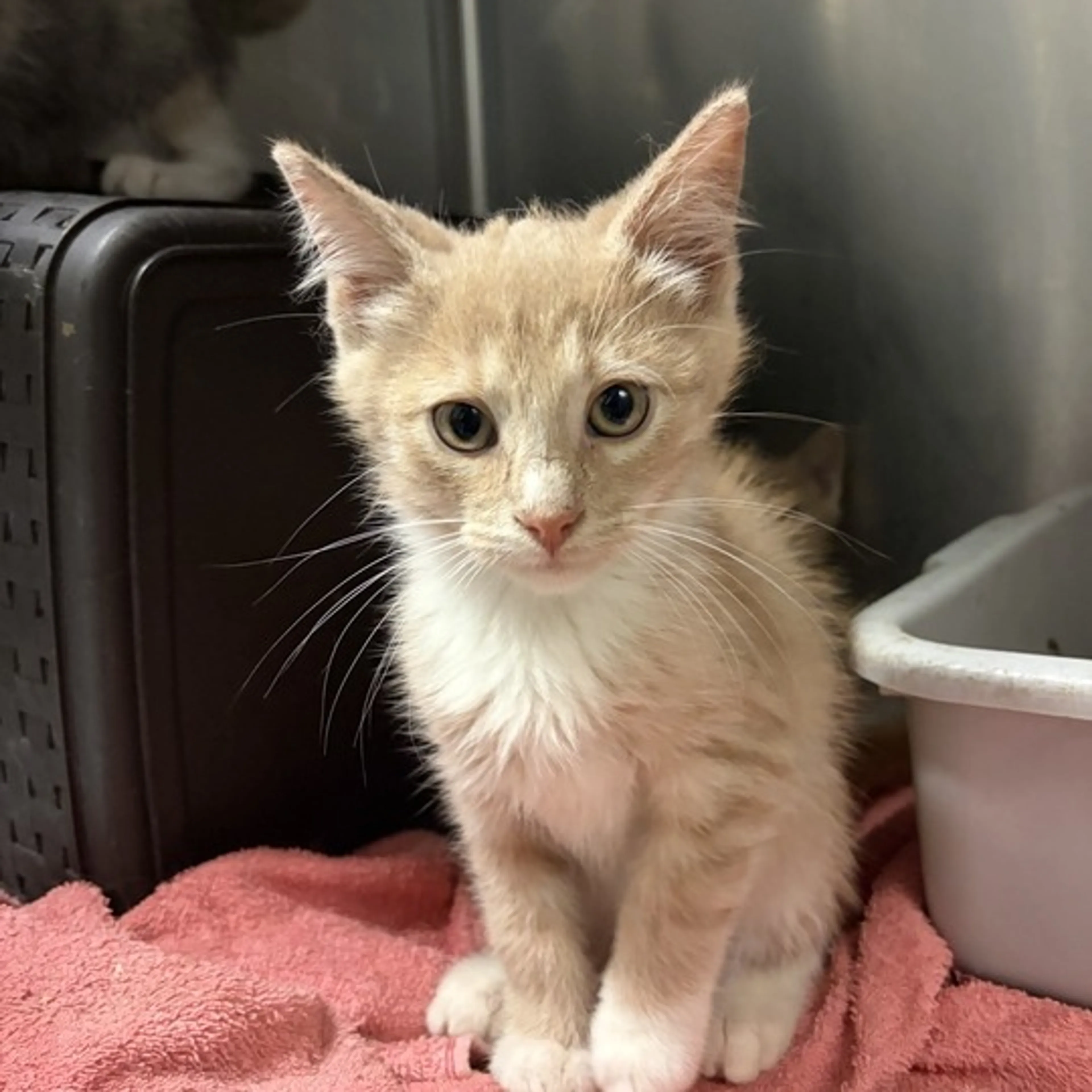 cdn image
