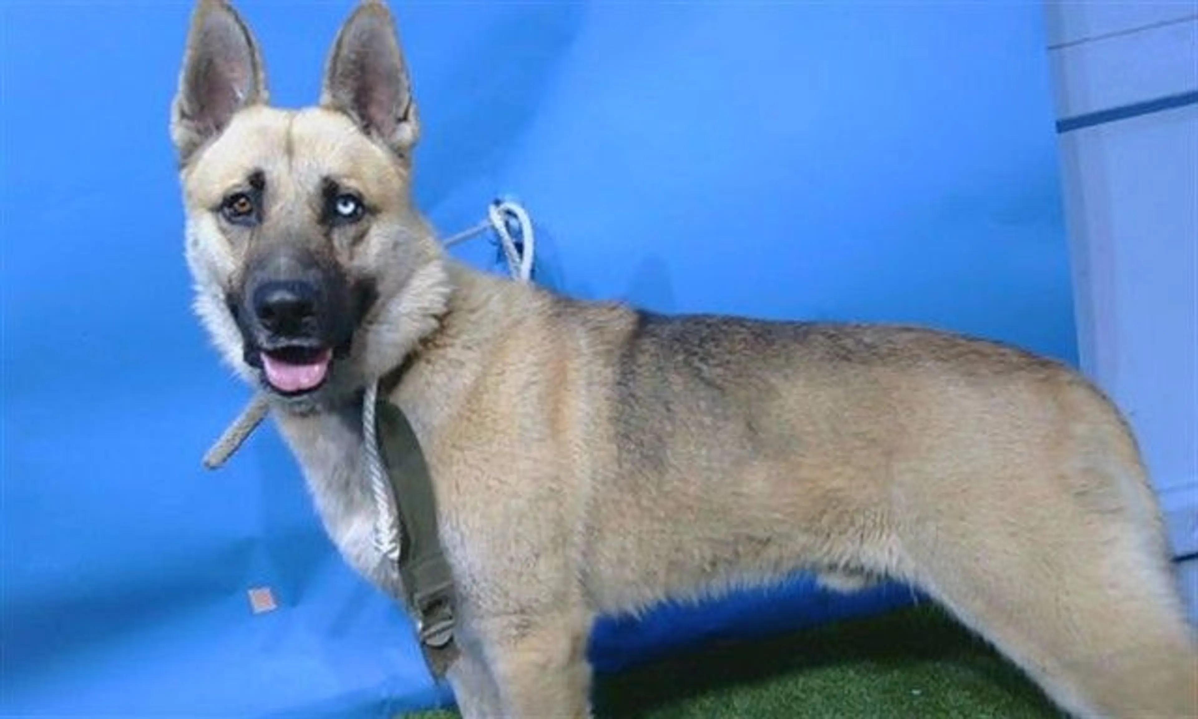 cdn image
