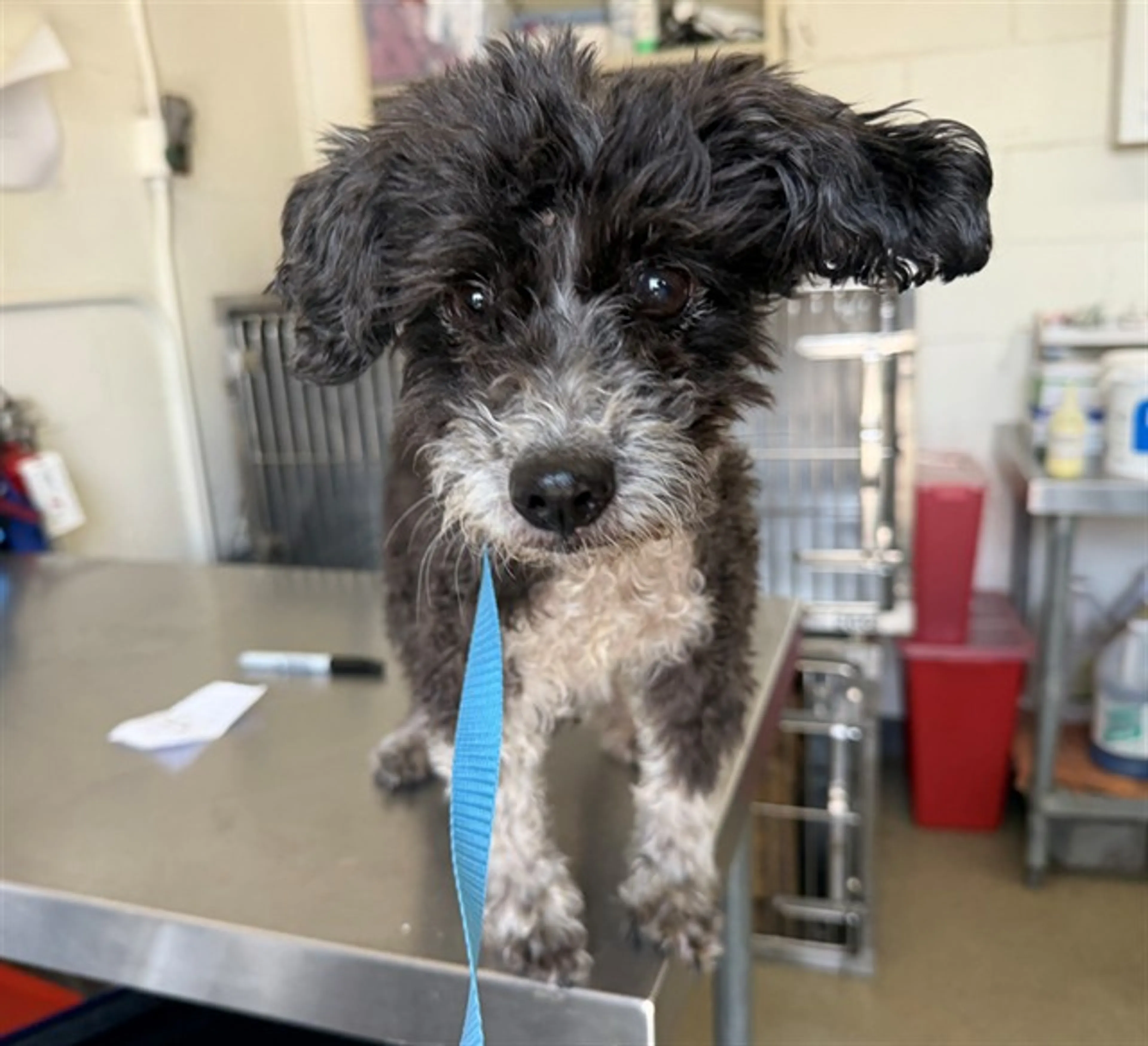 cdn image