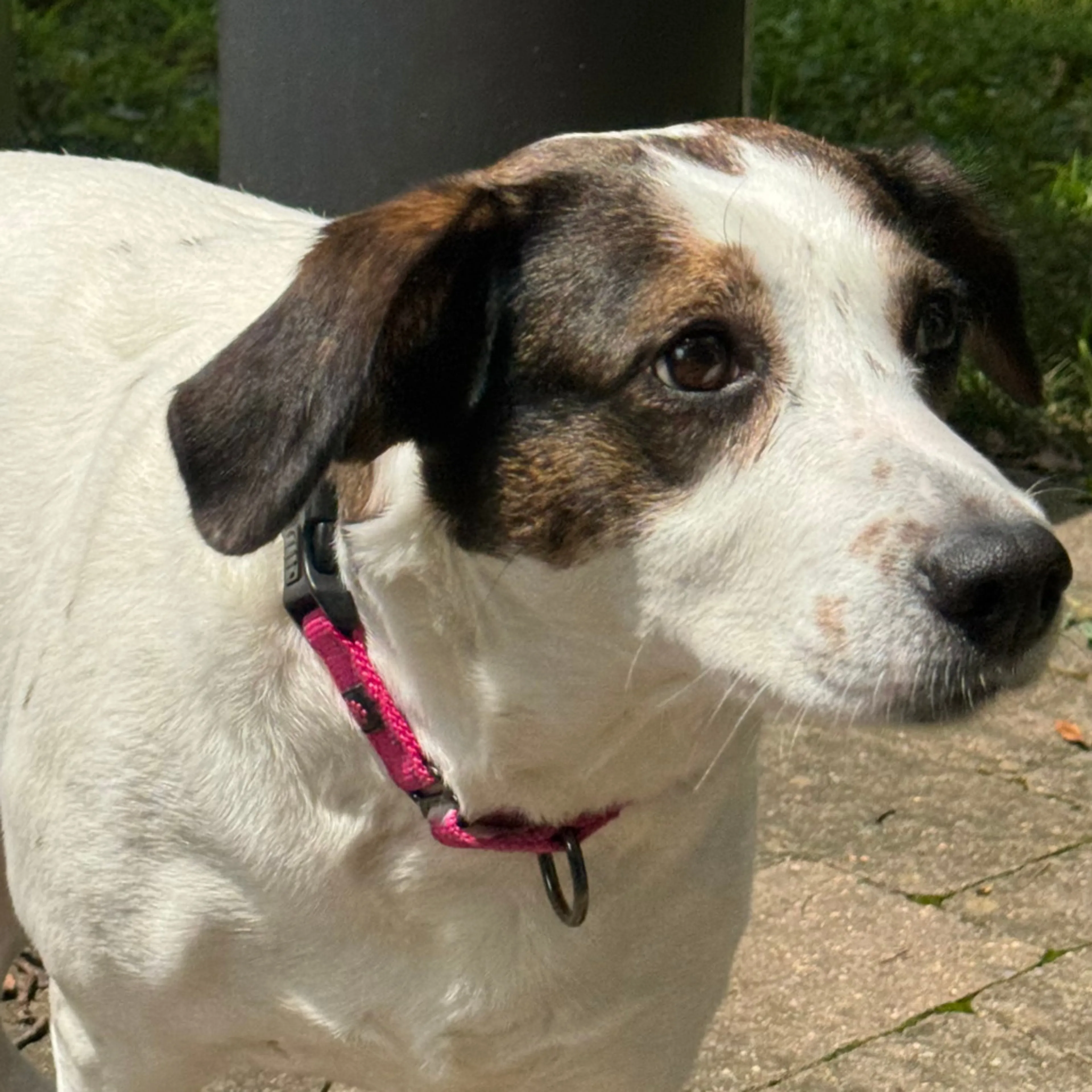 cdn image