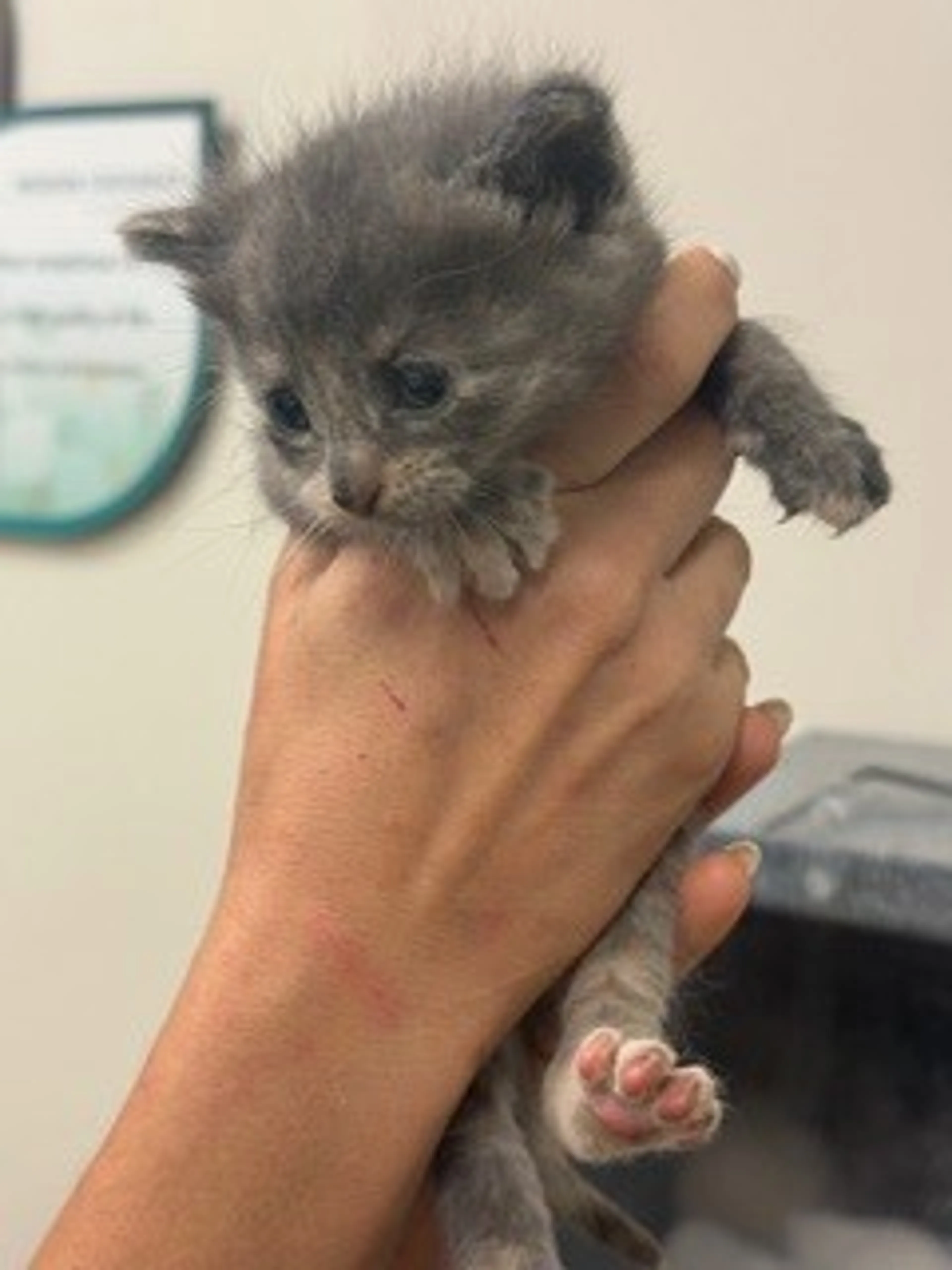 cdn image