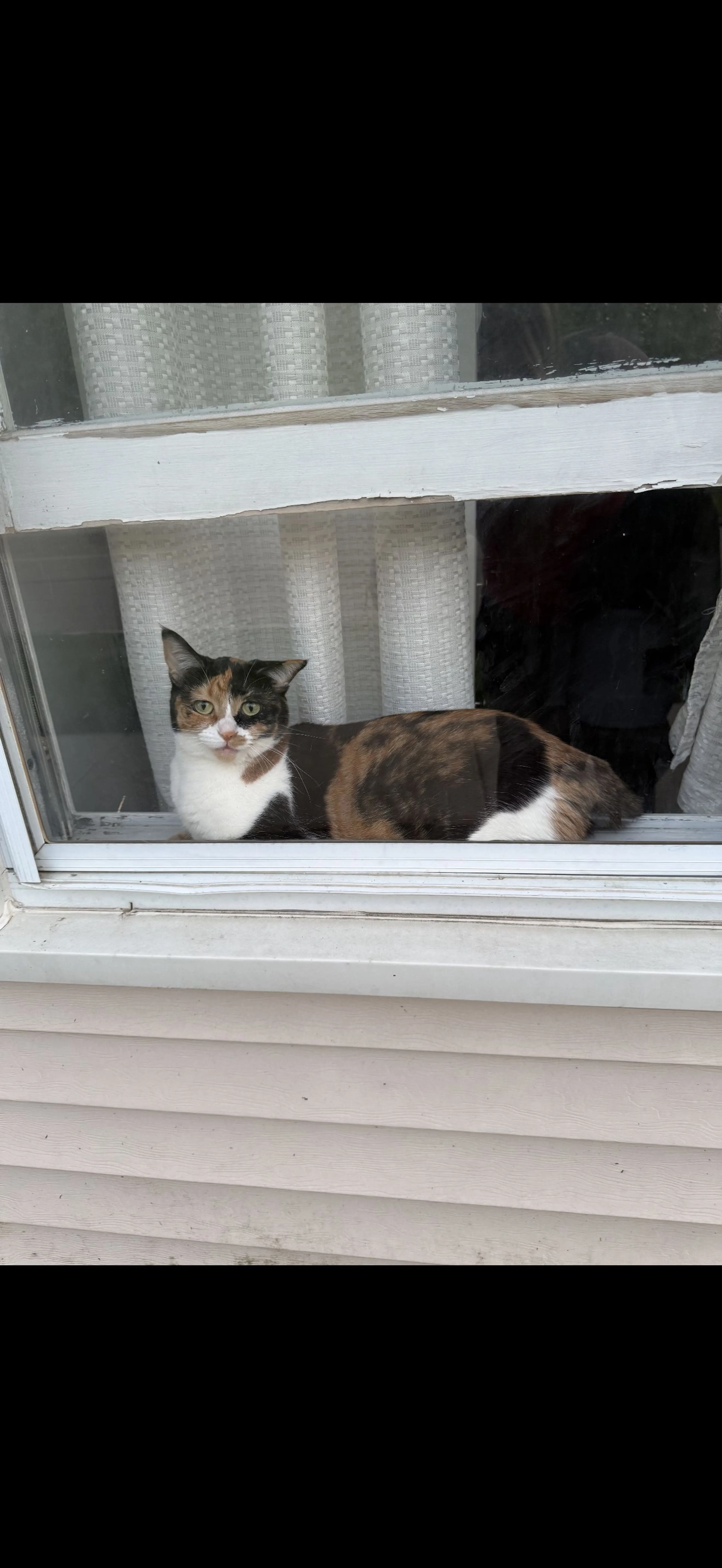 cdn image
