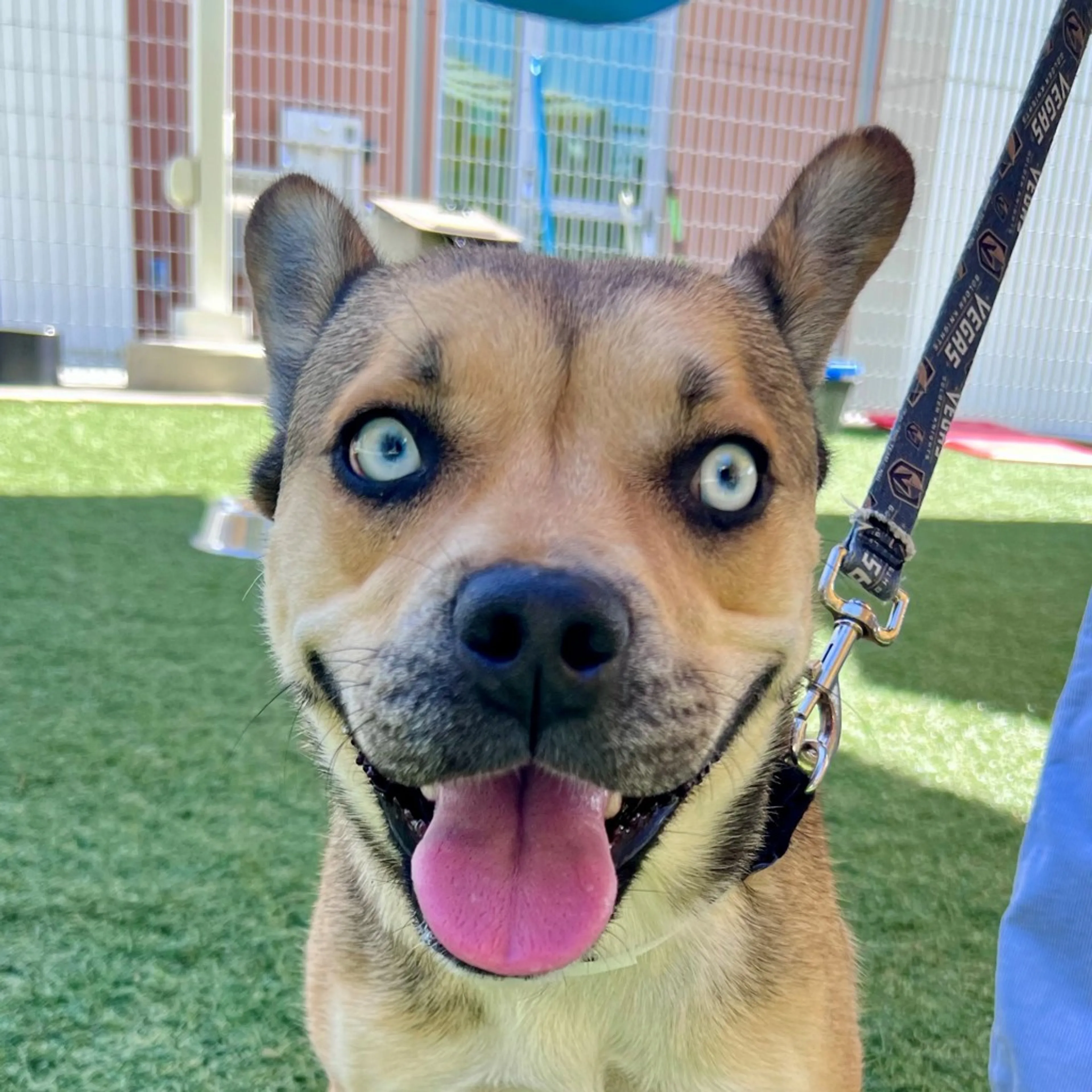 cdn image