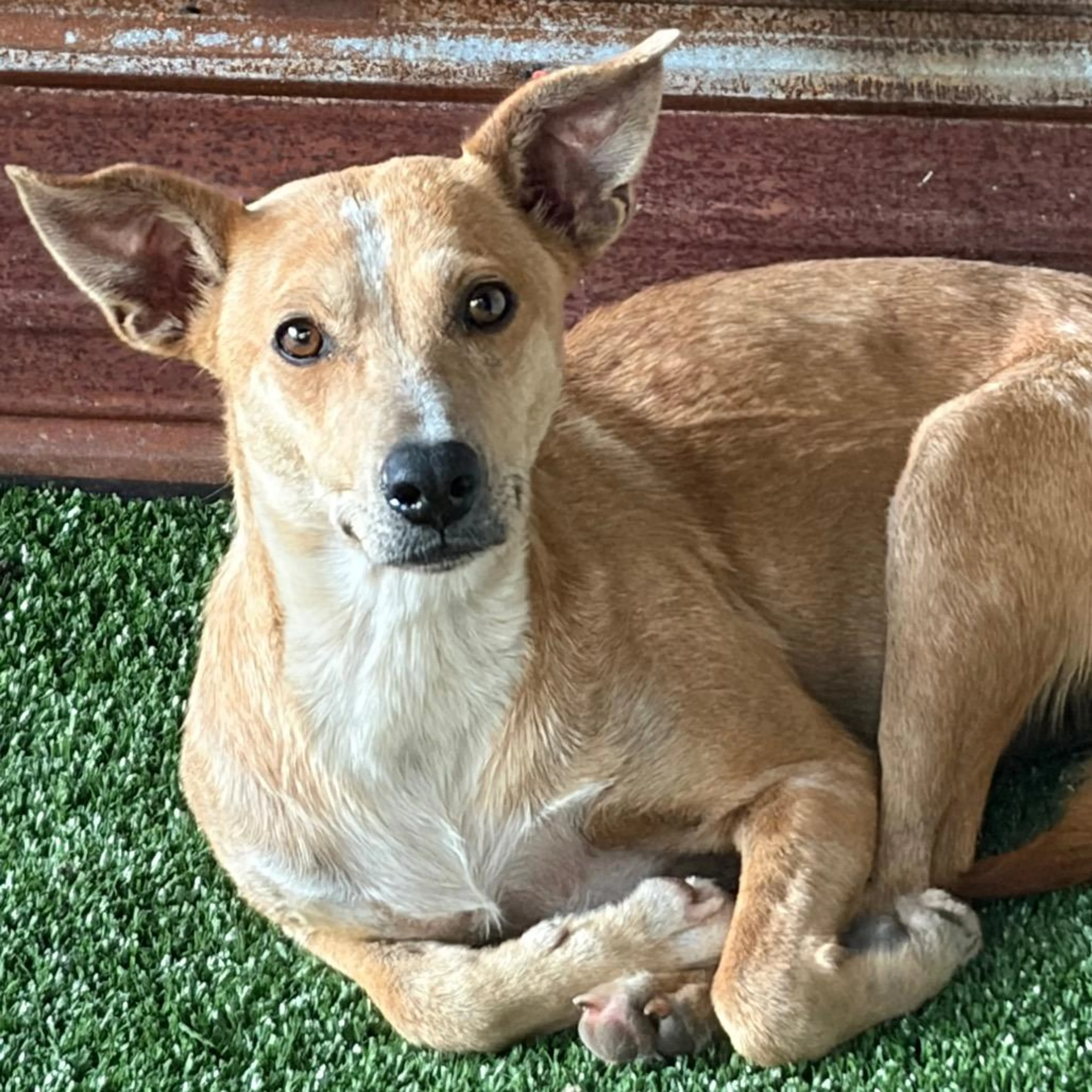 cdn image