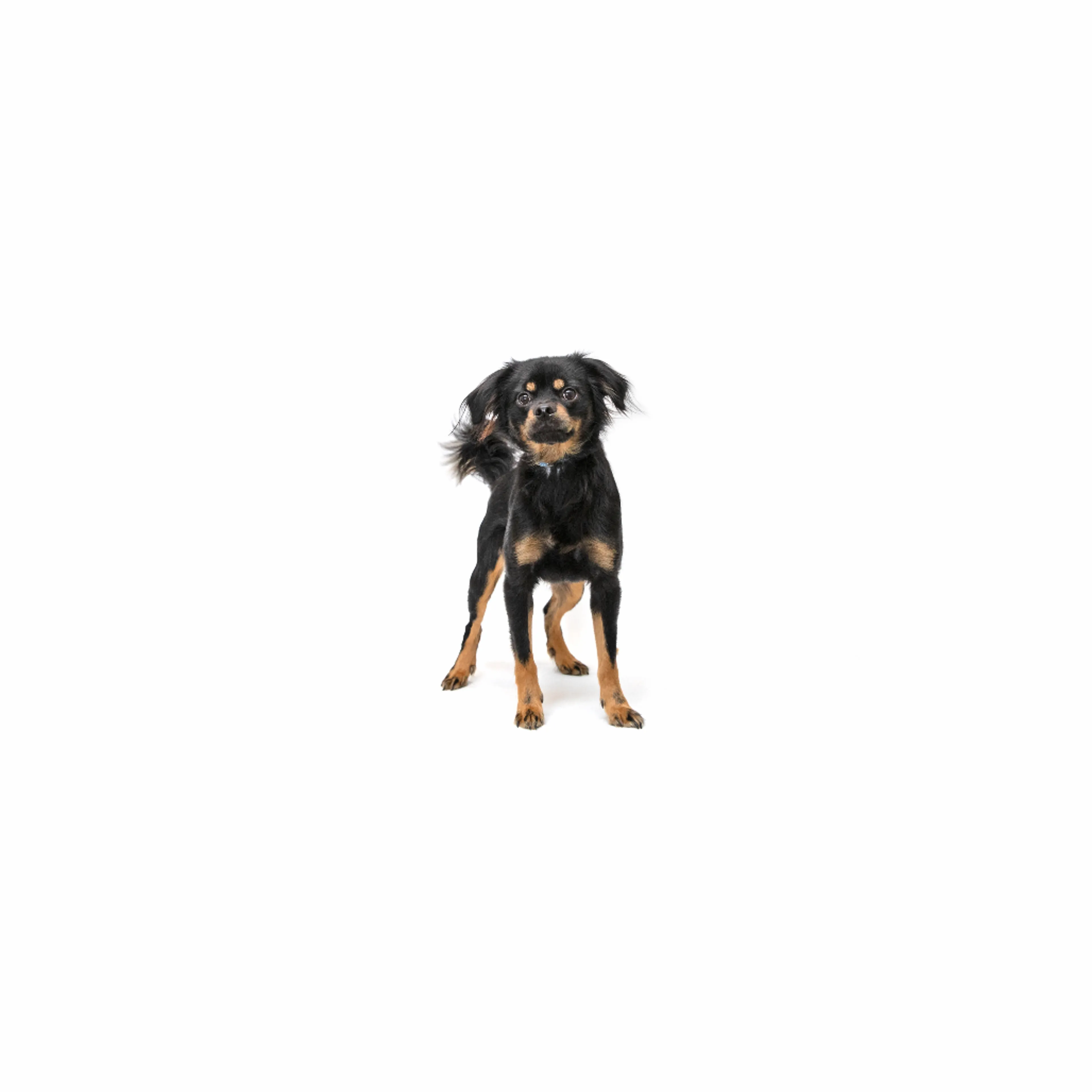 cdn image