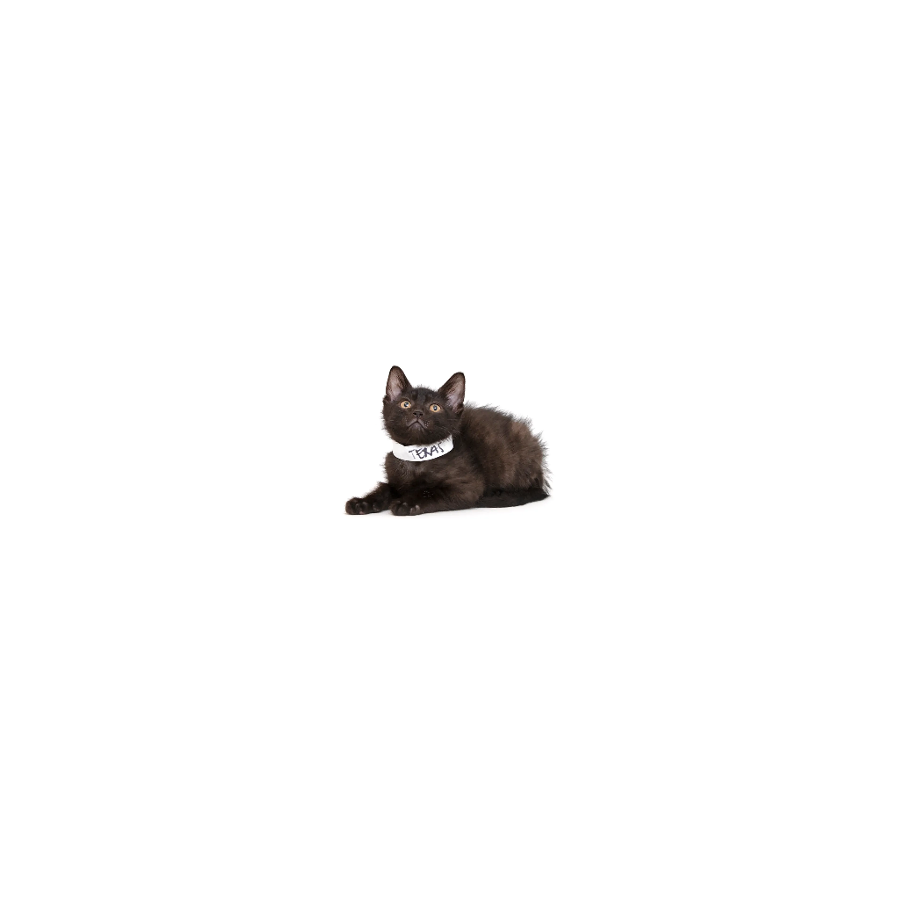 cdn image