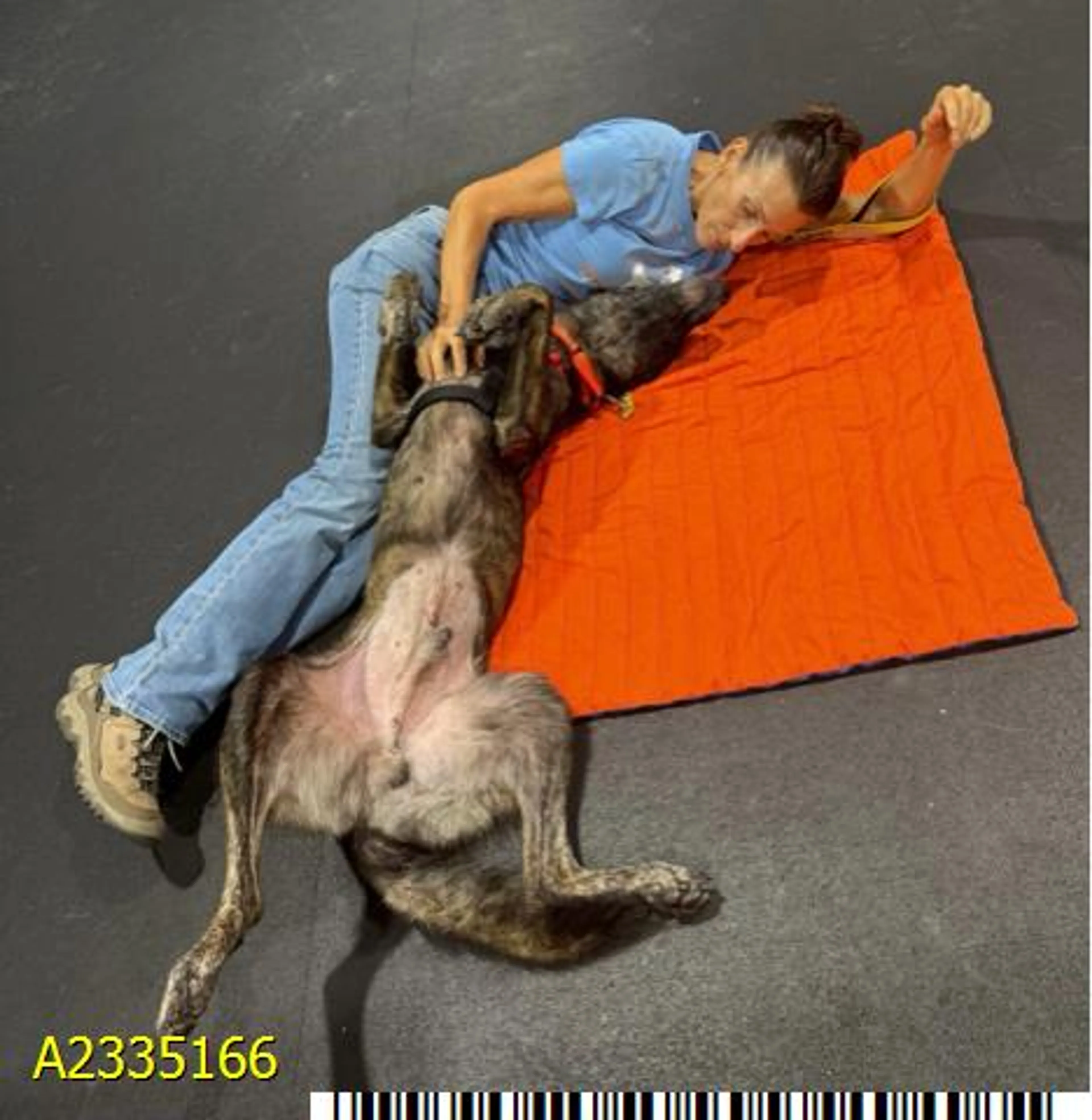 cdn image