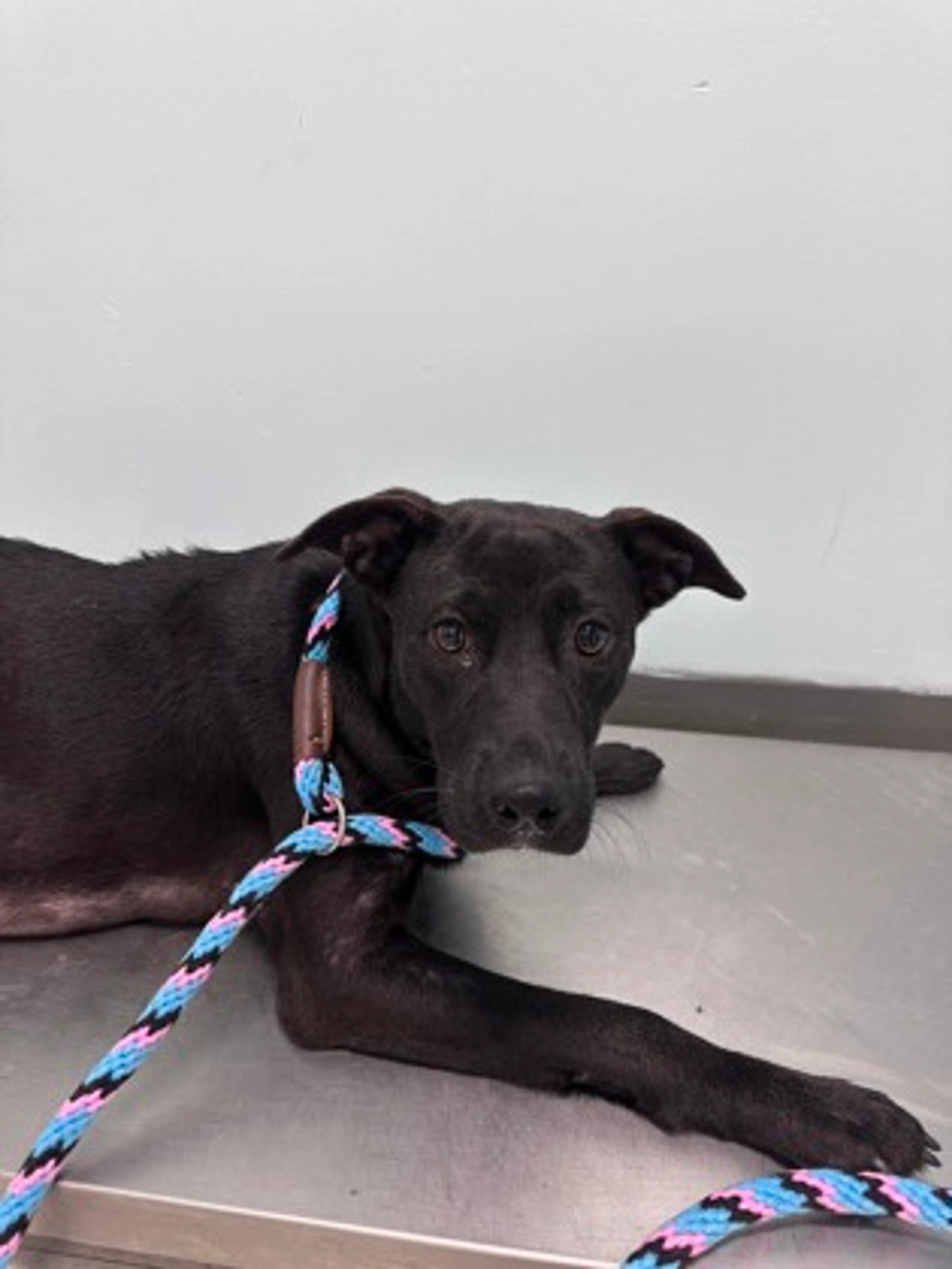 cdn image