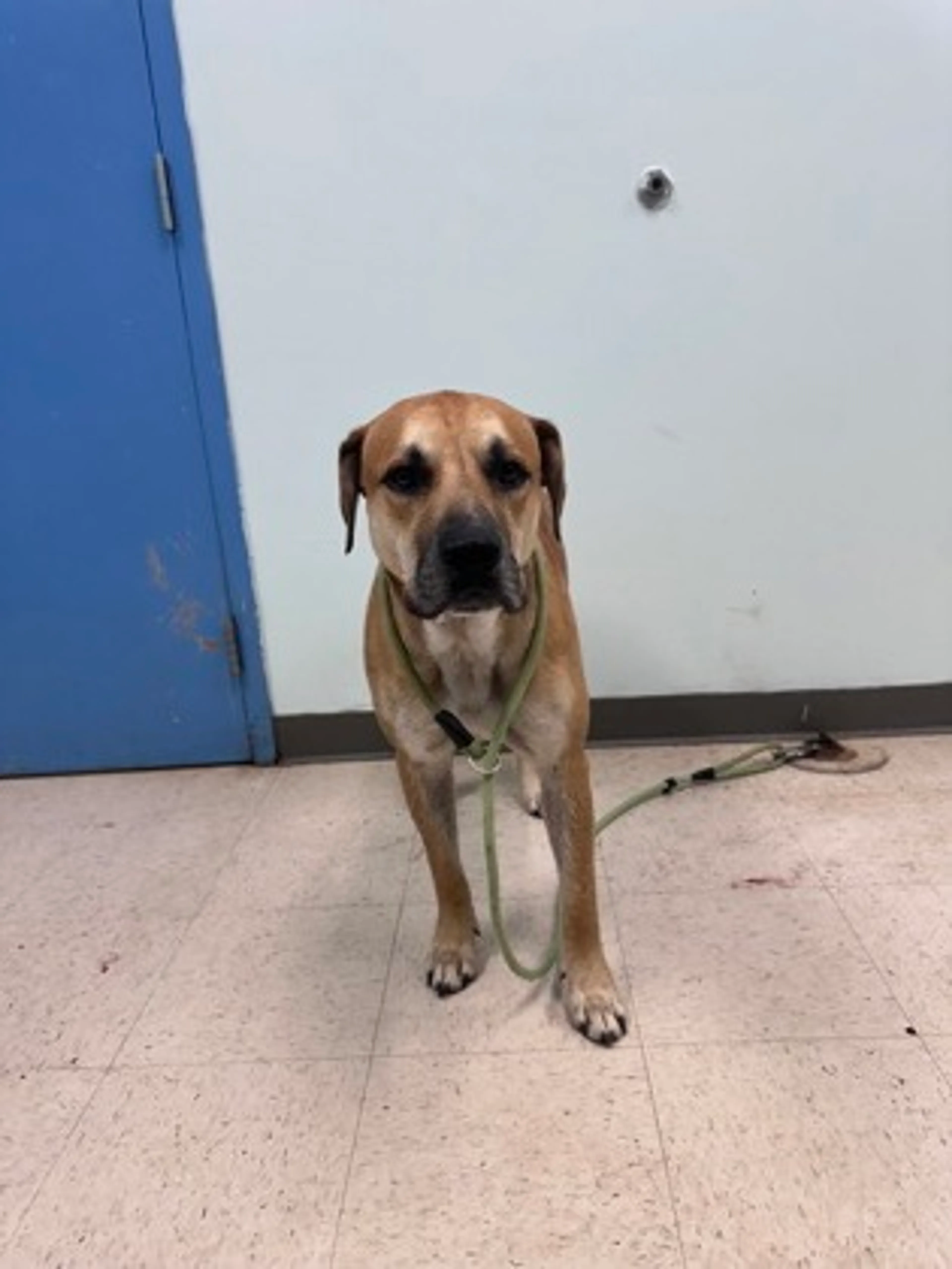 cdn image