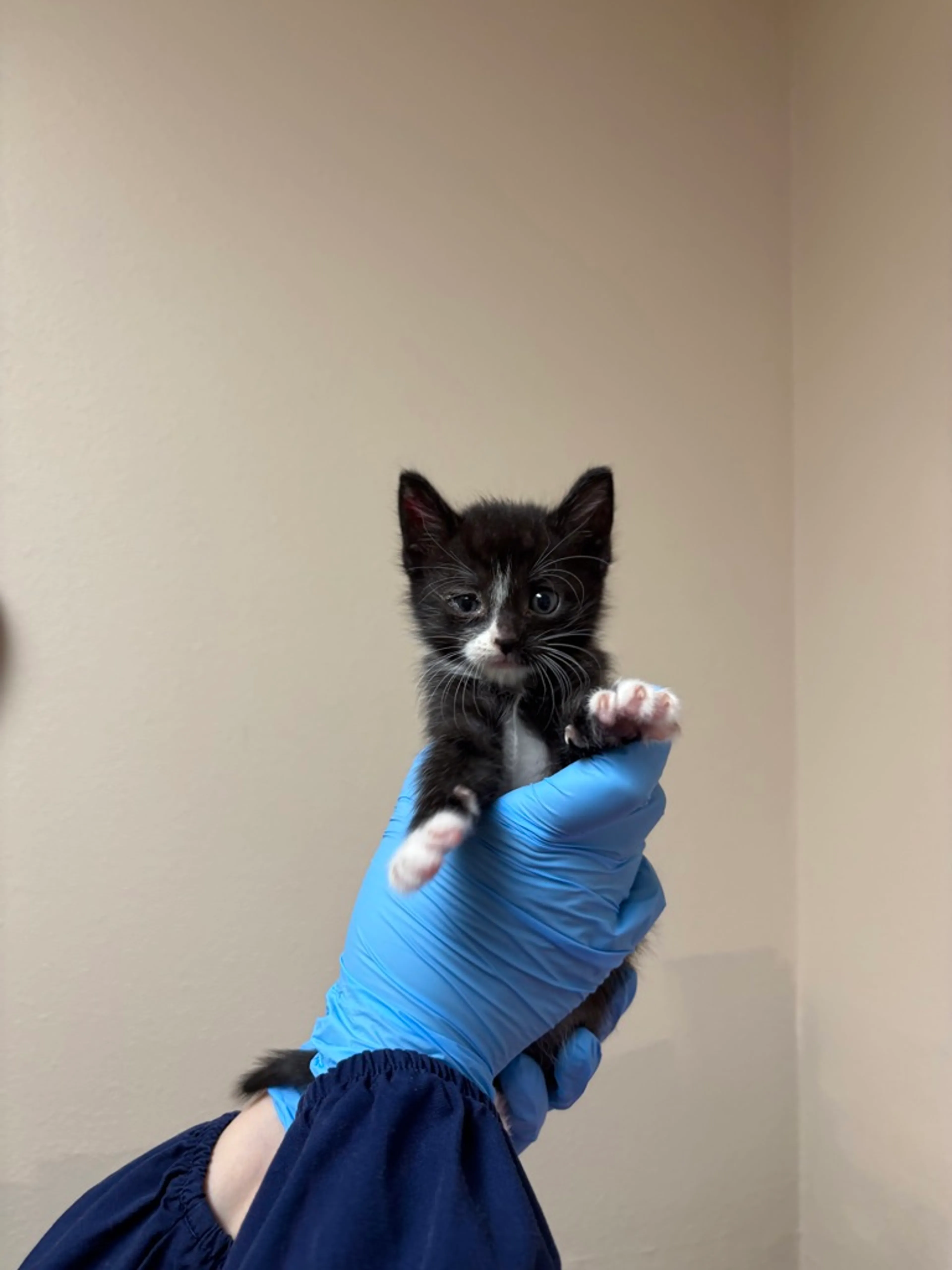 cdn image