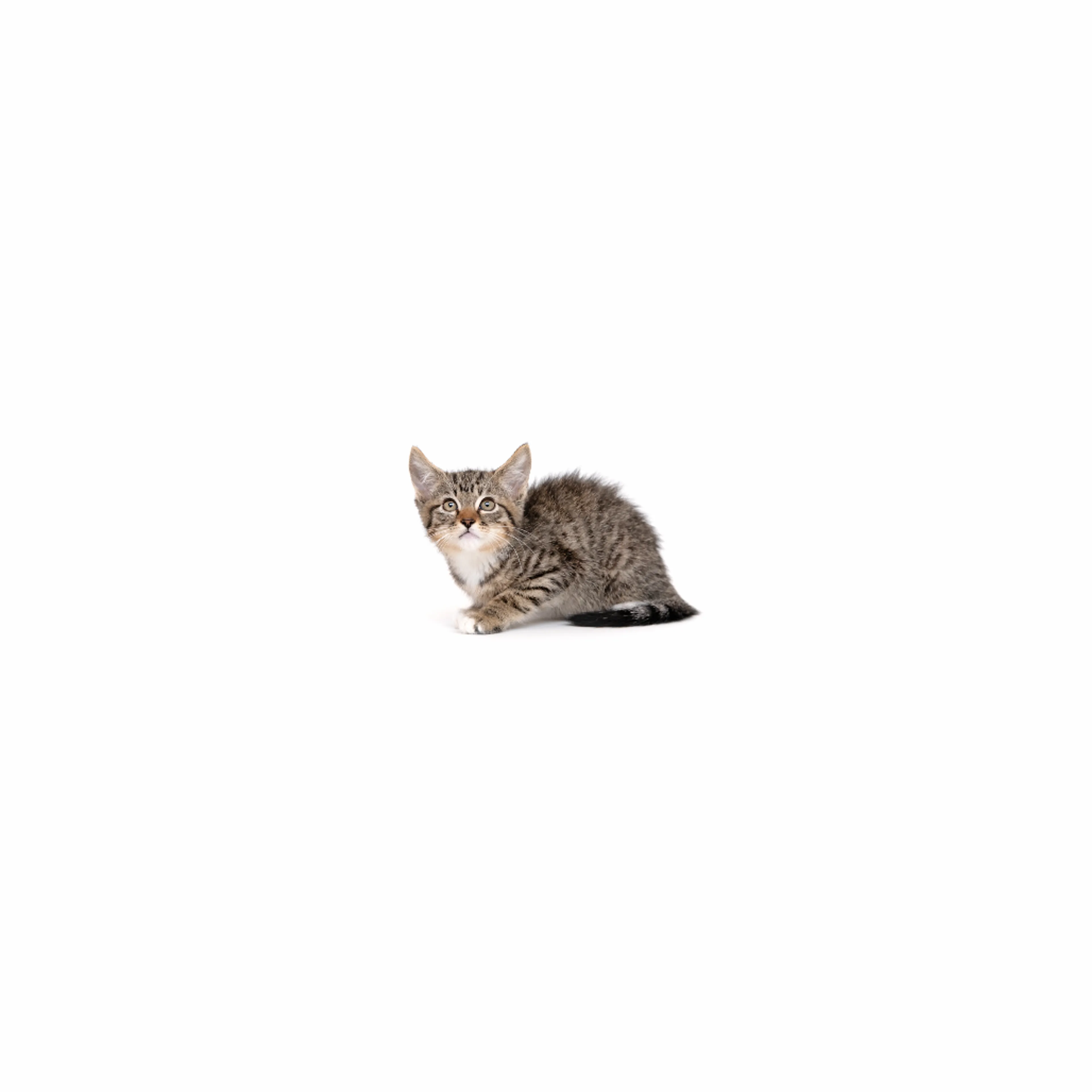 cdn image