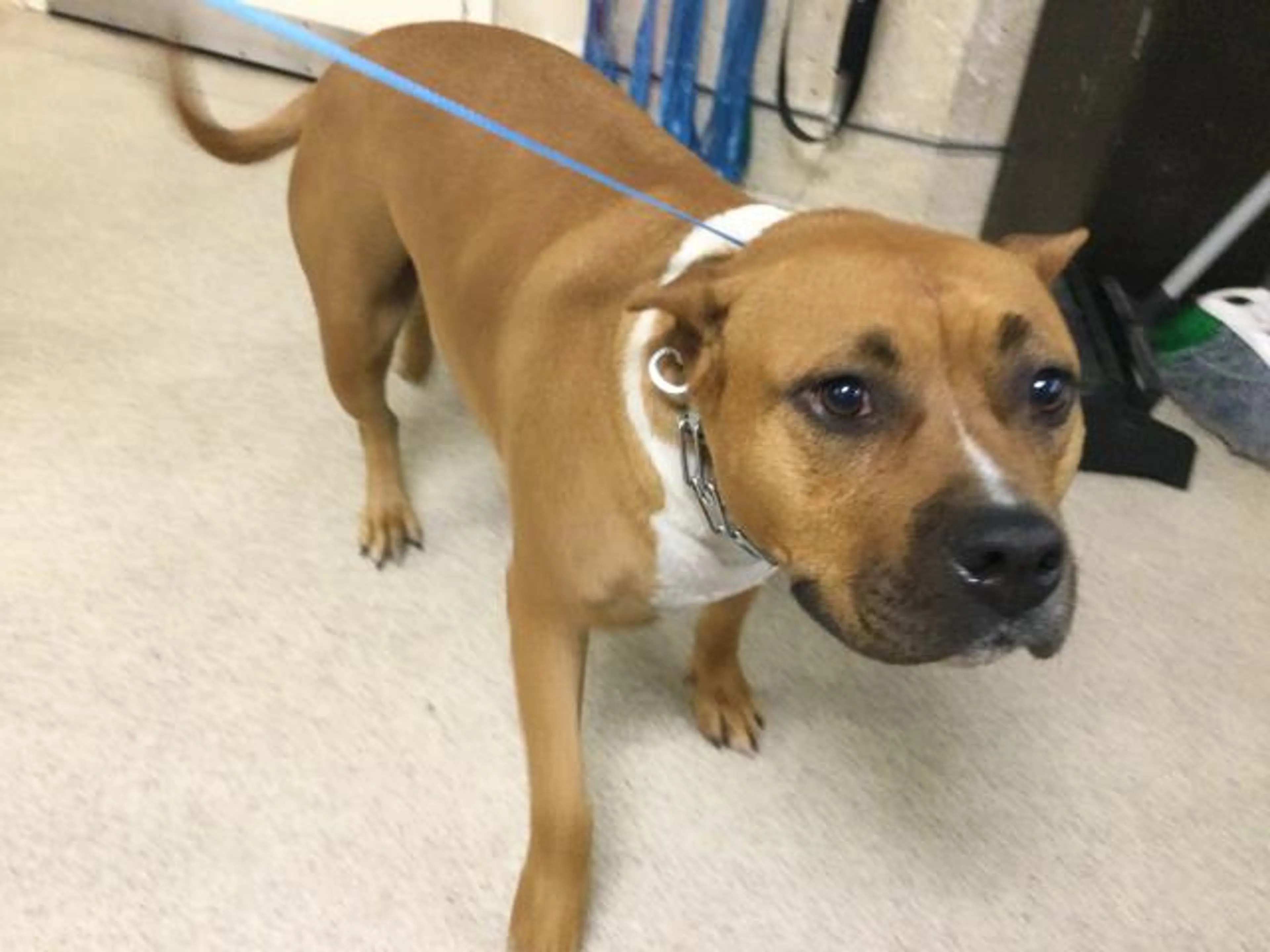 cdn image