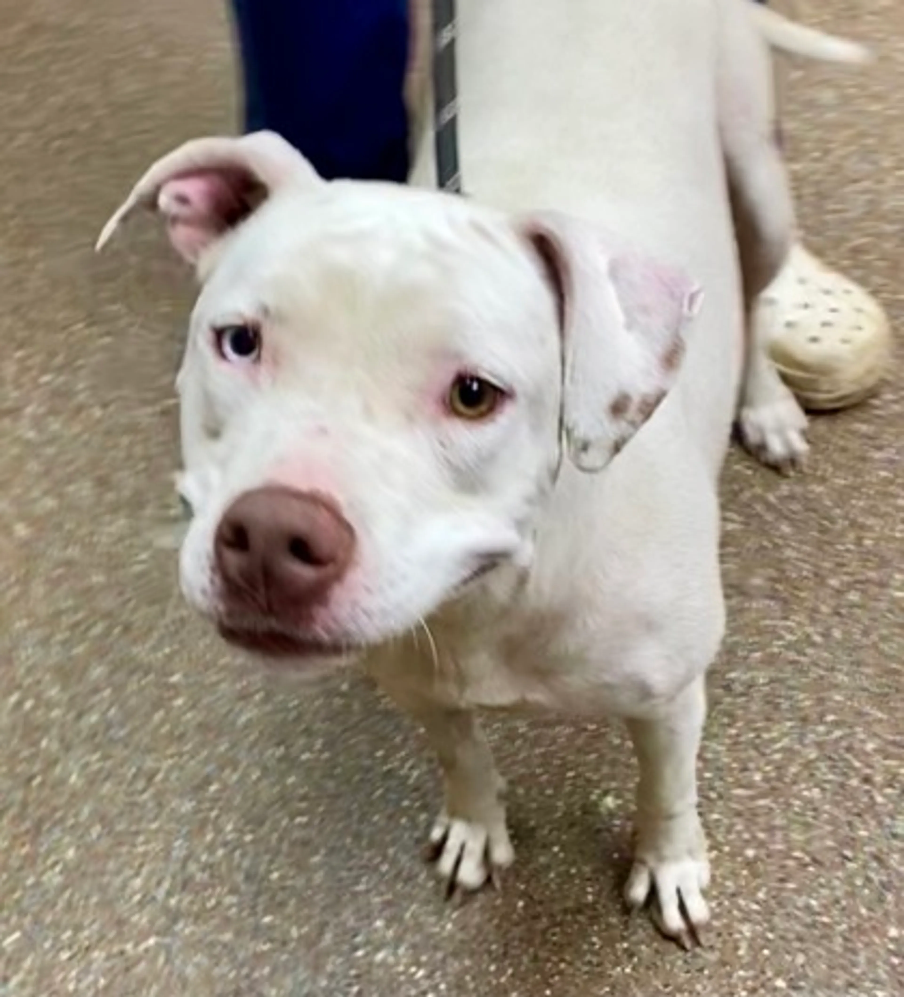 cdn image