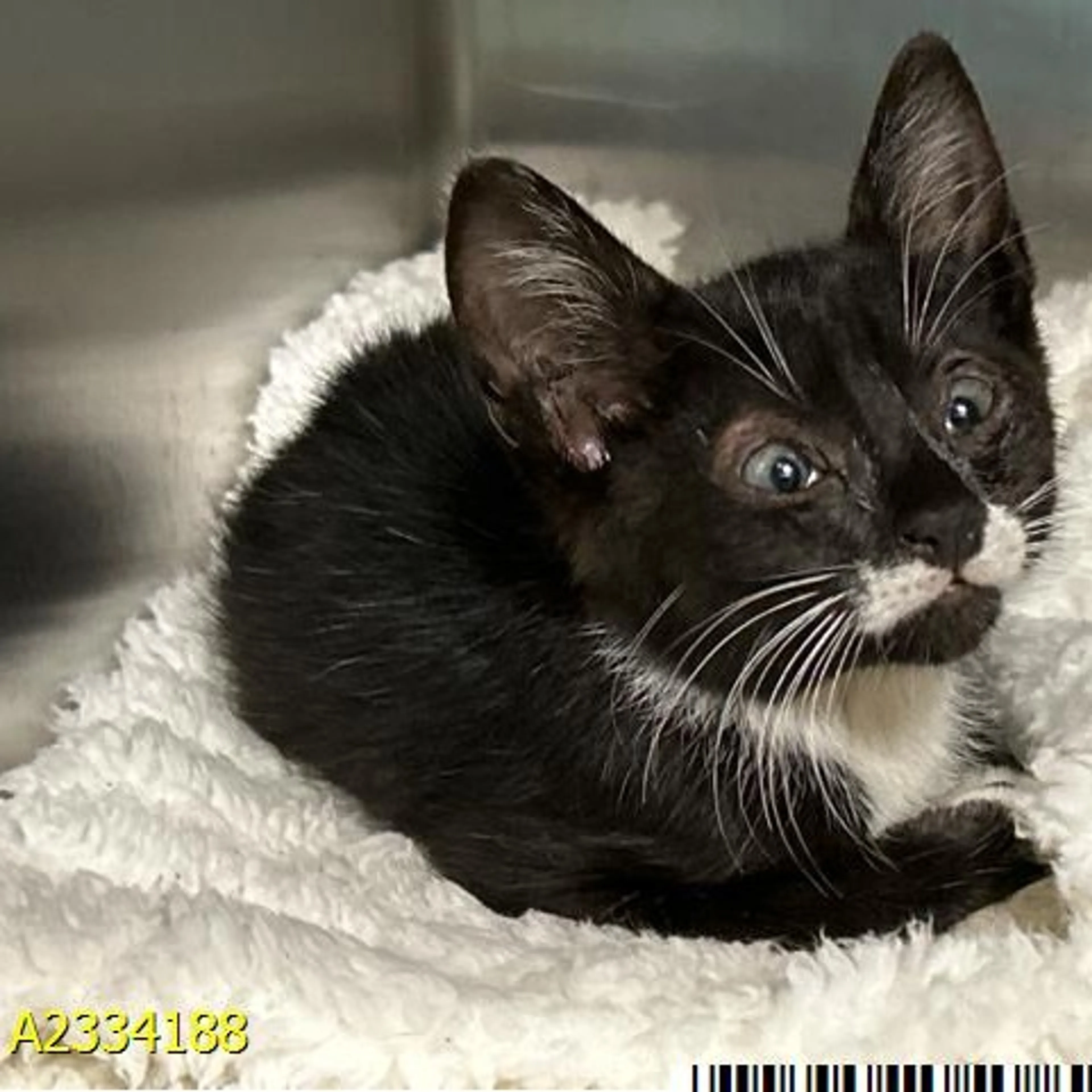 cdn image