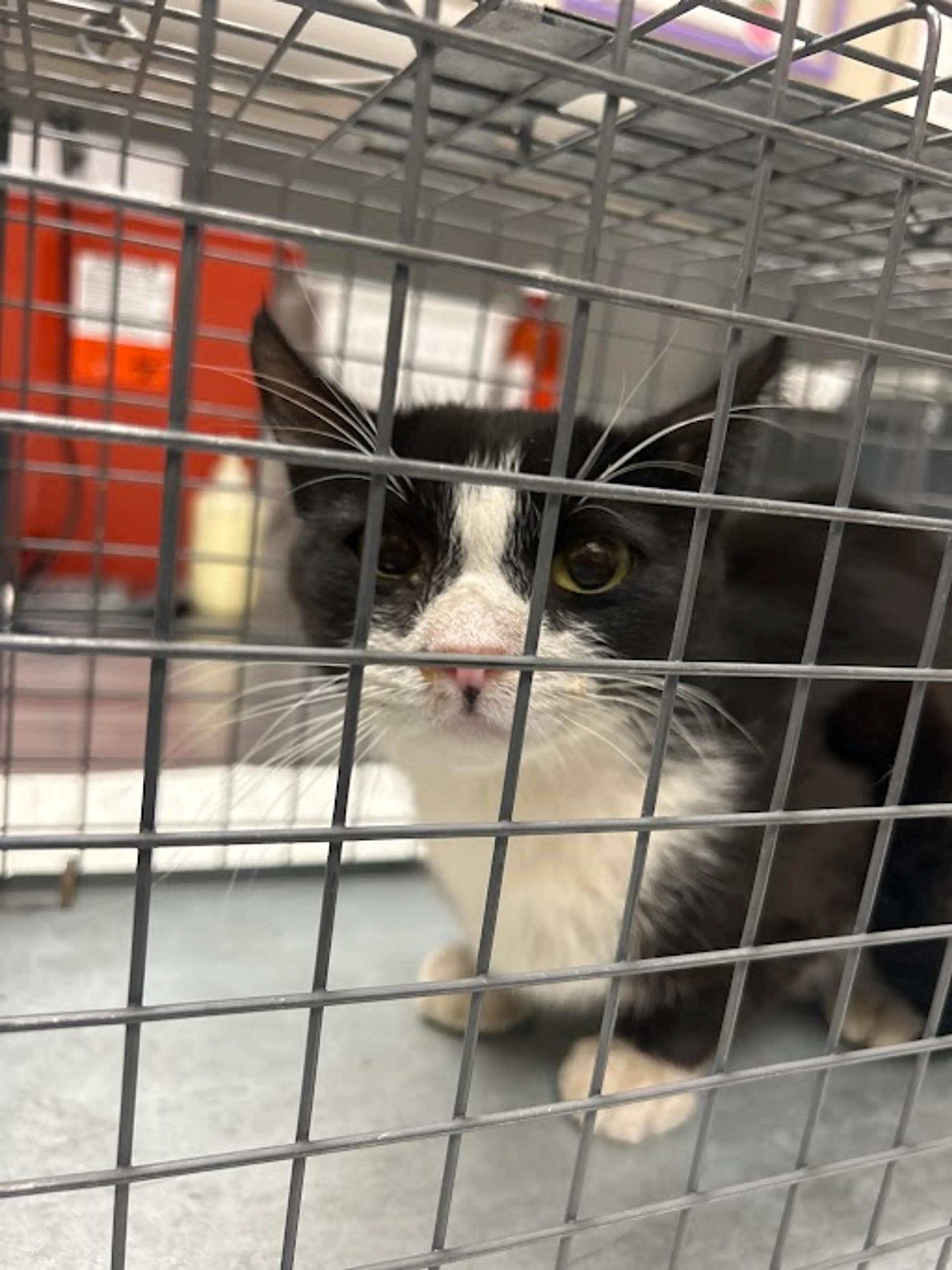 cdn image