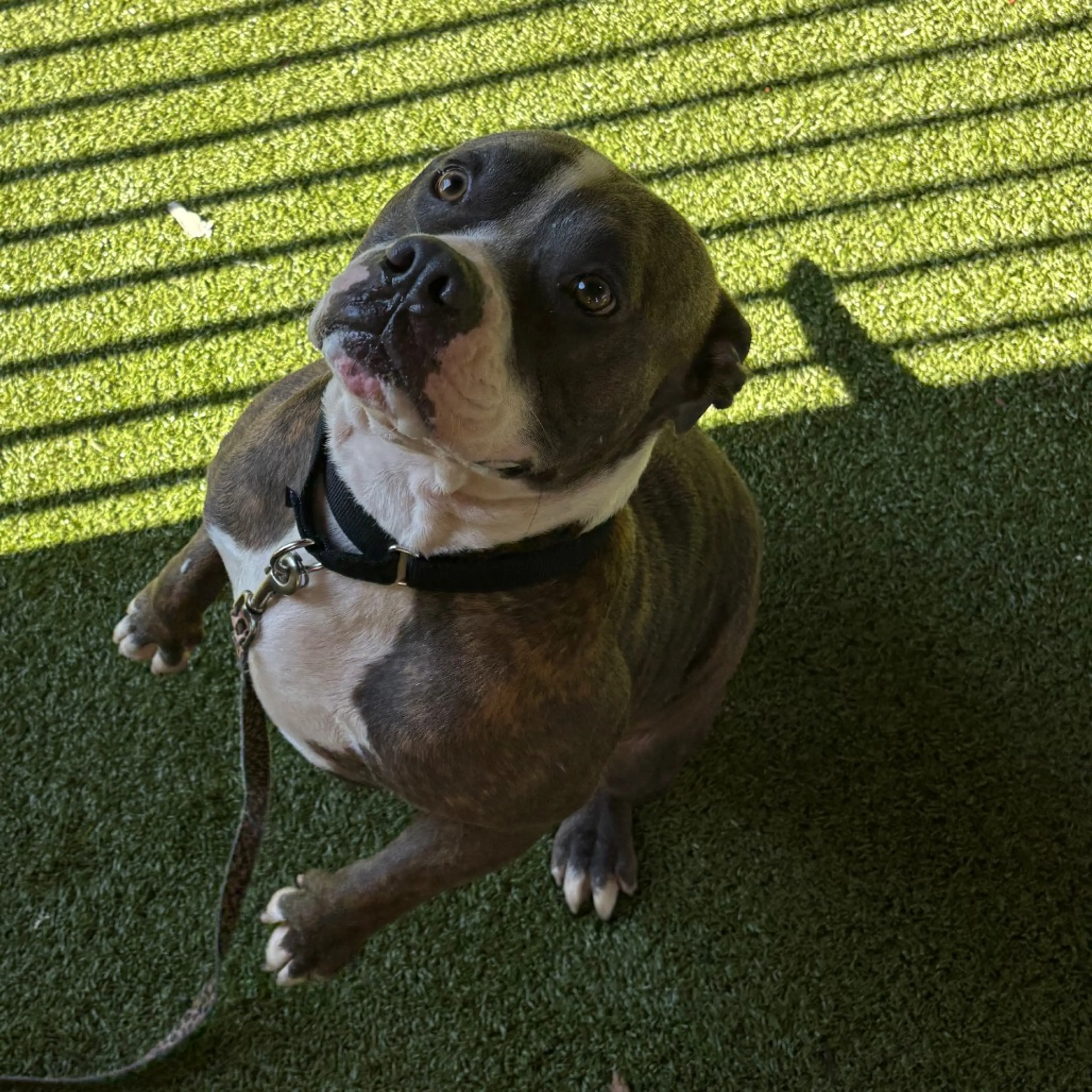 cdn image