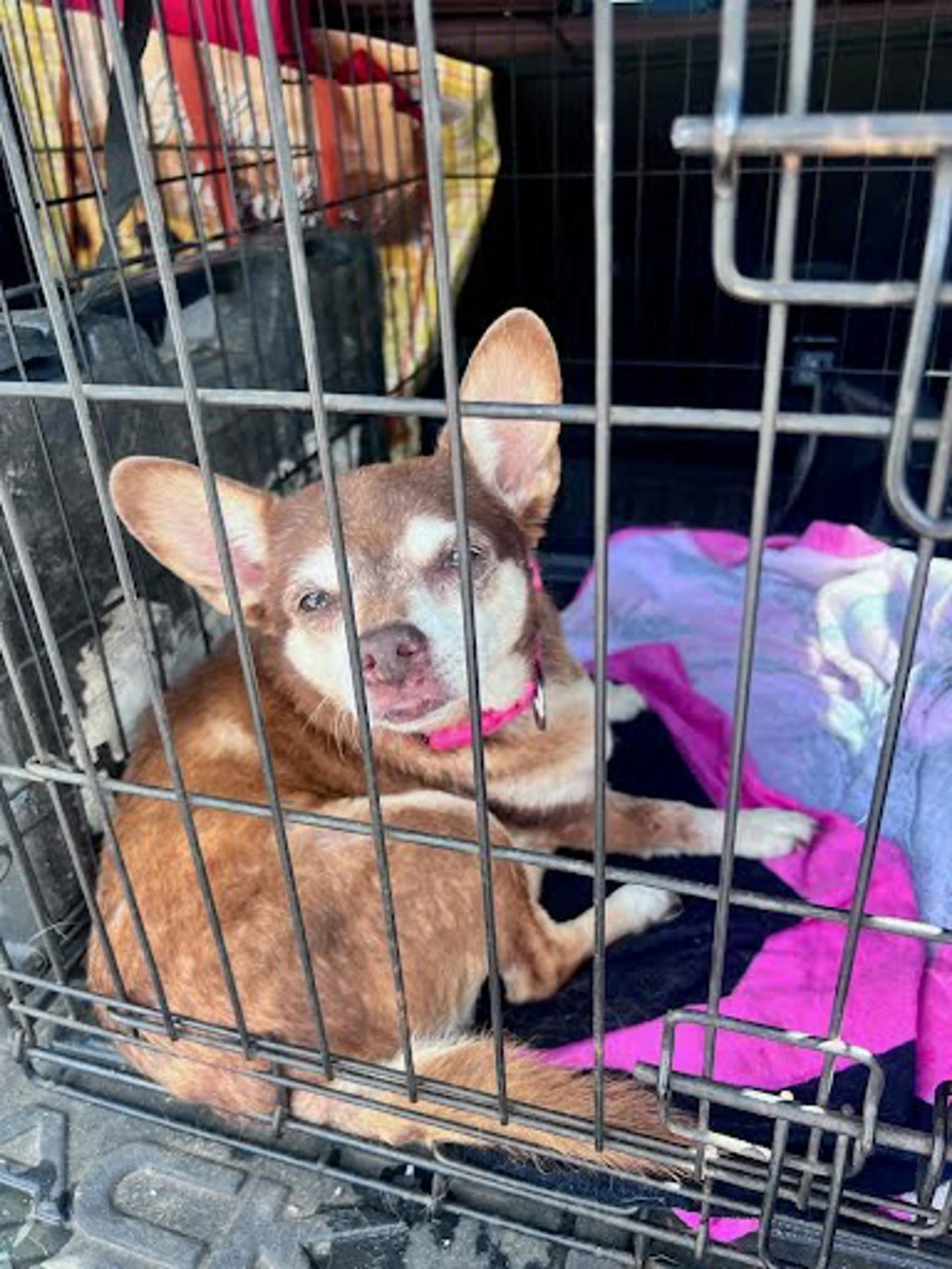 cdn image
