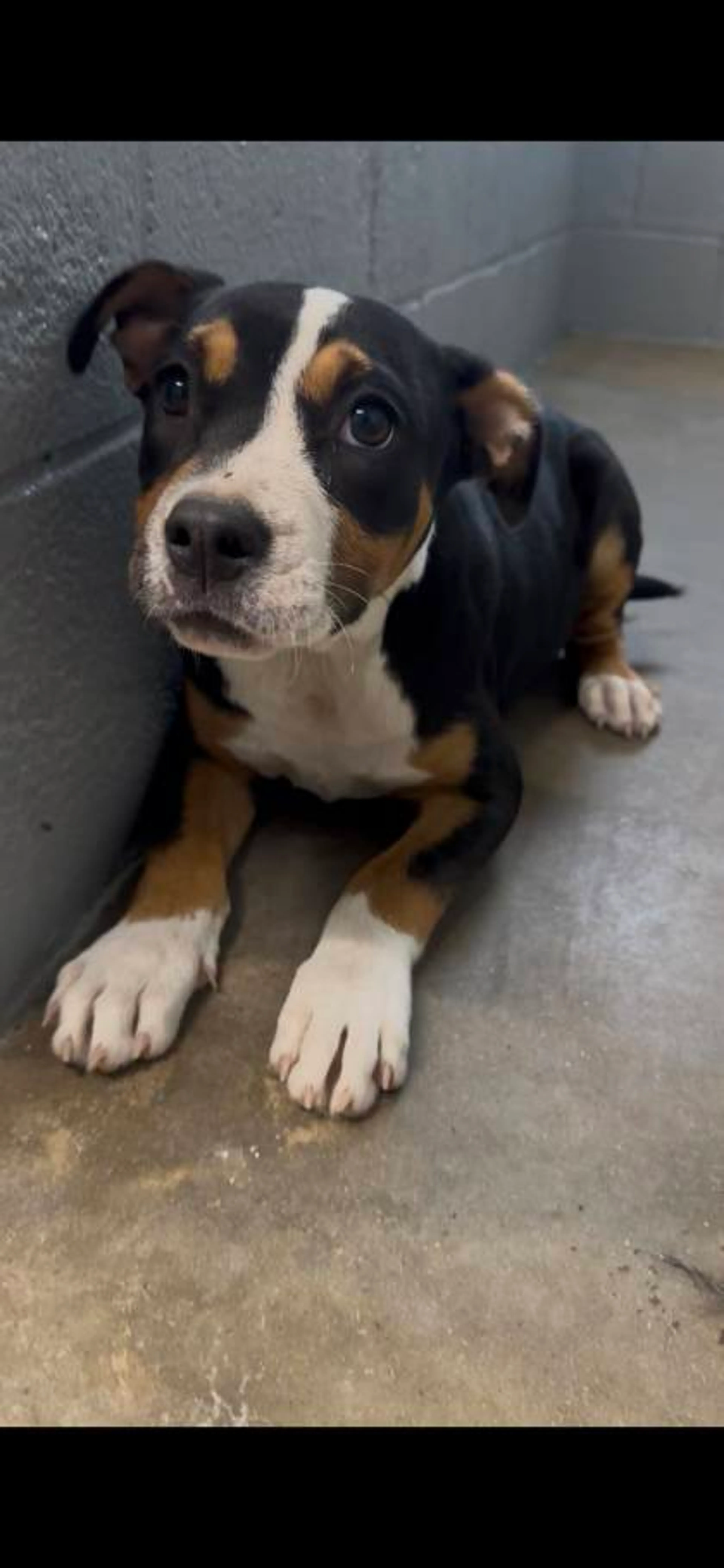 cdn image