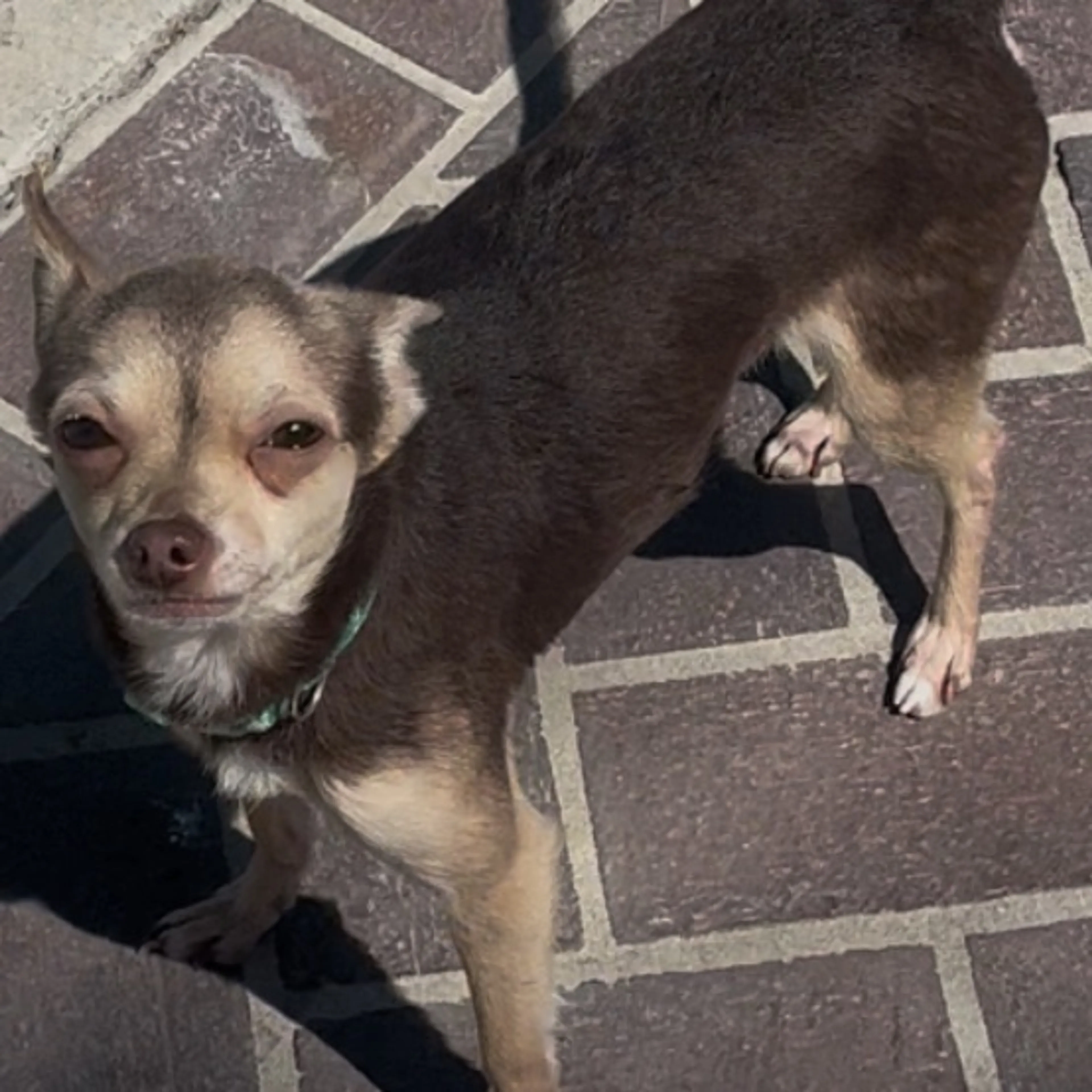 cdn image