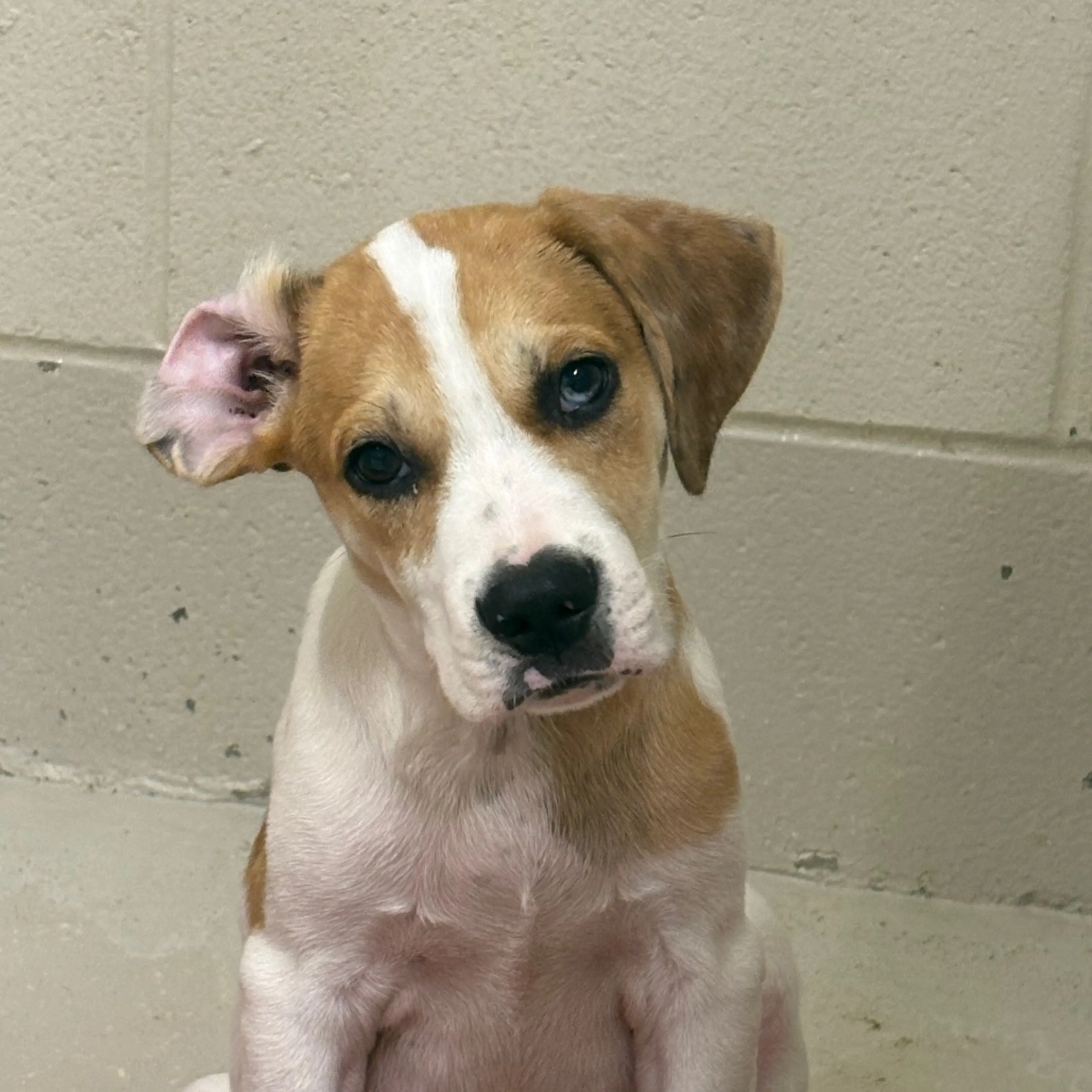 cdn image