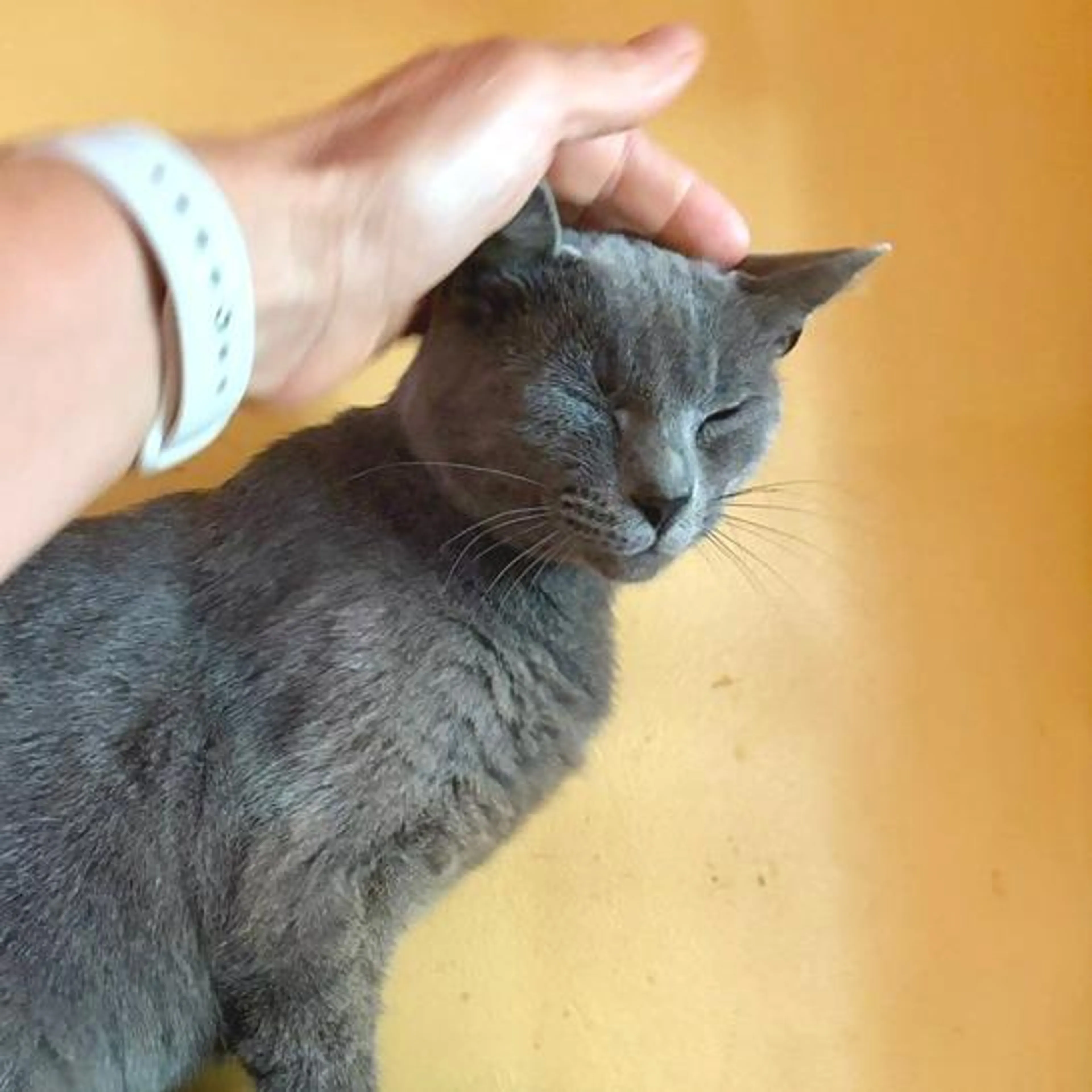 cdn image