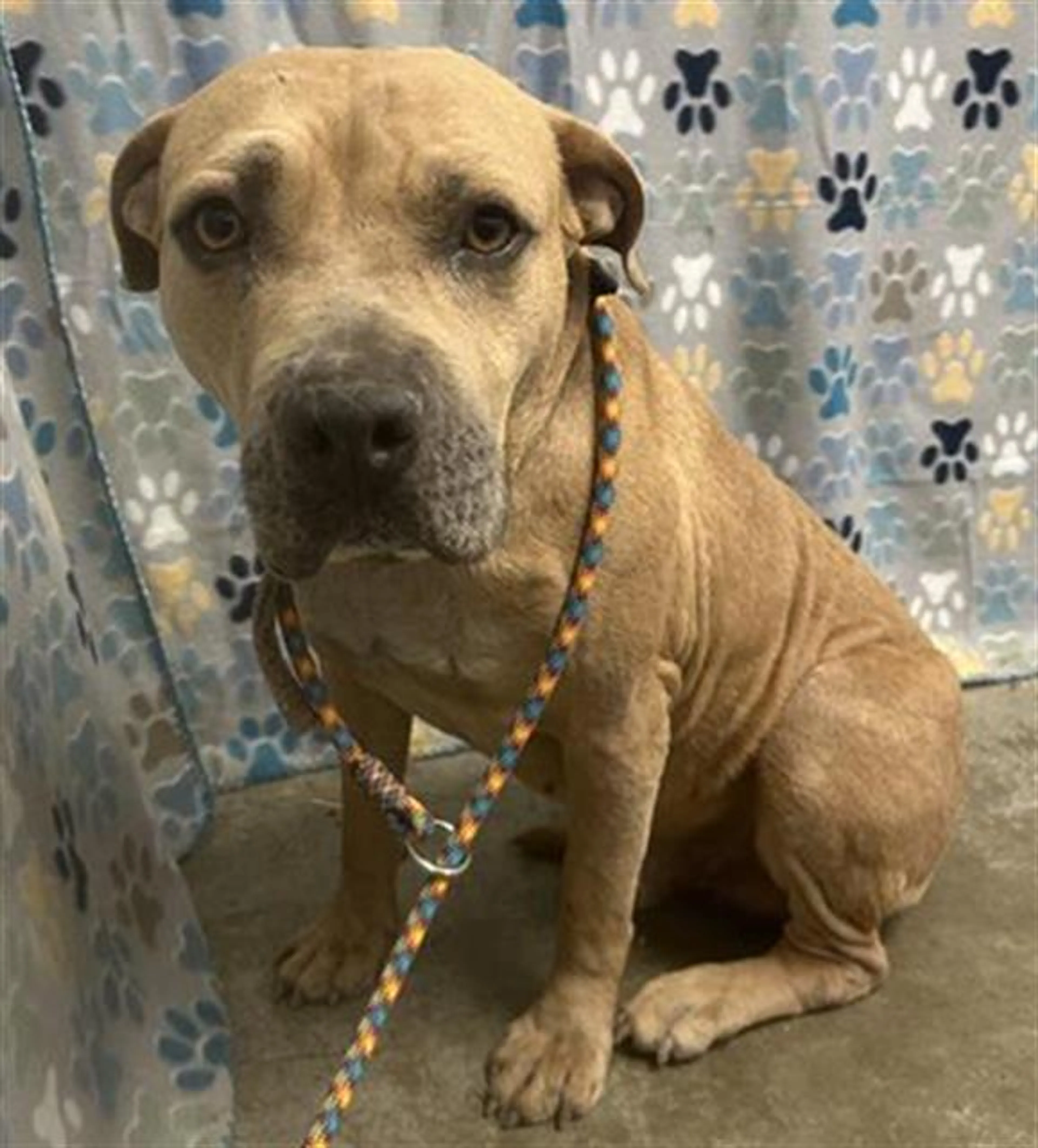 cdn image