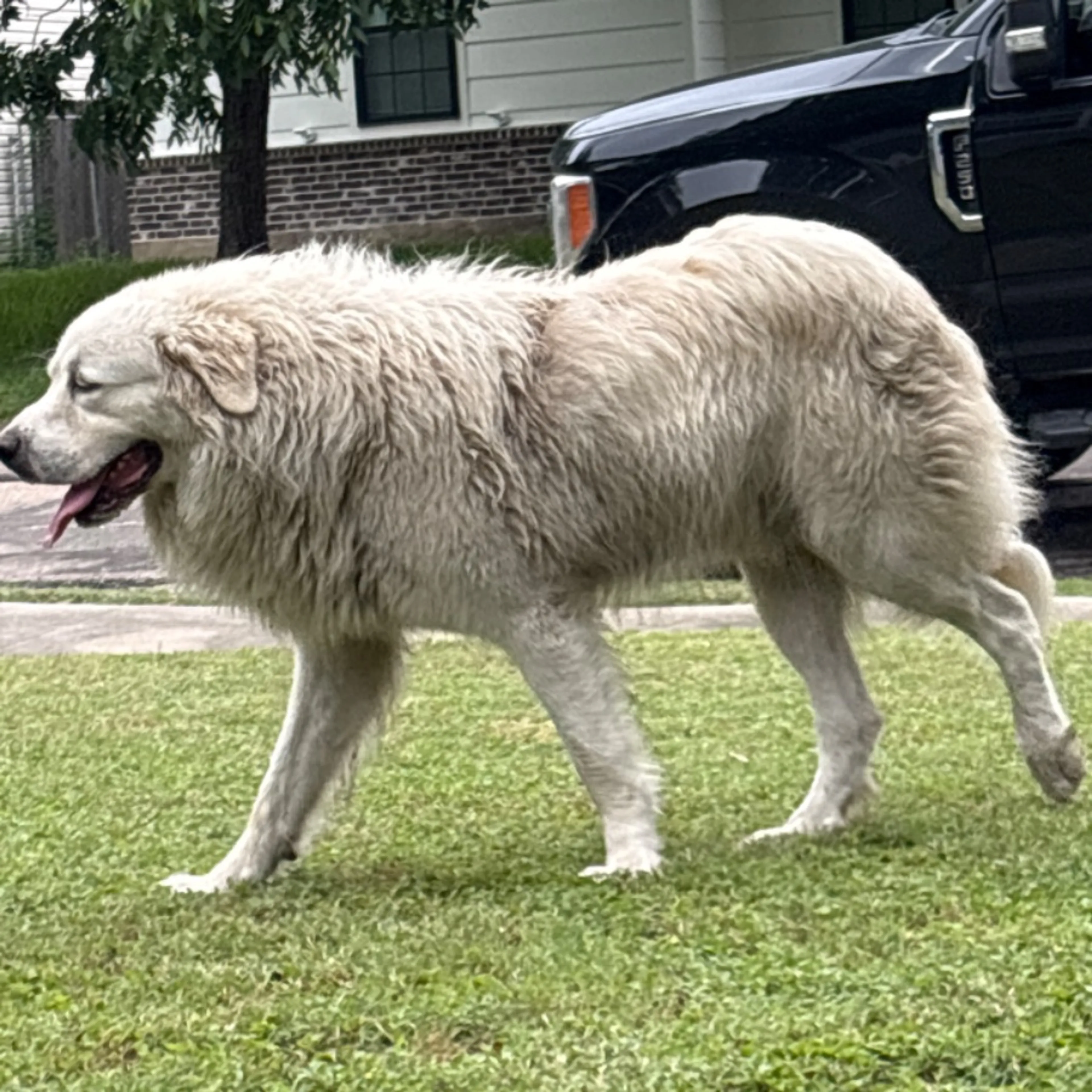 cdn image