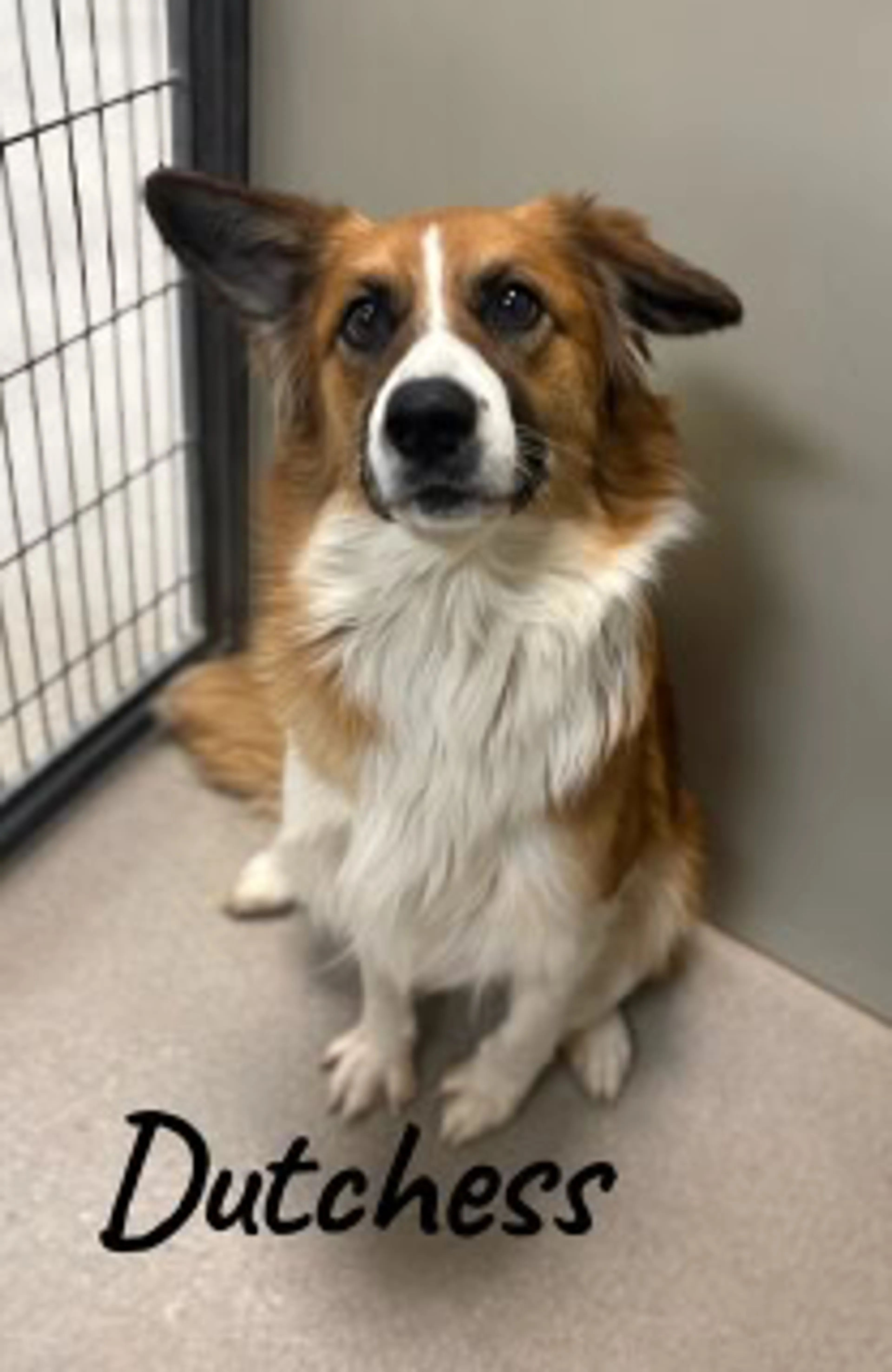 cdn image