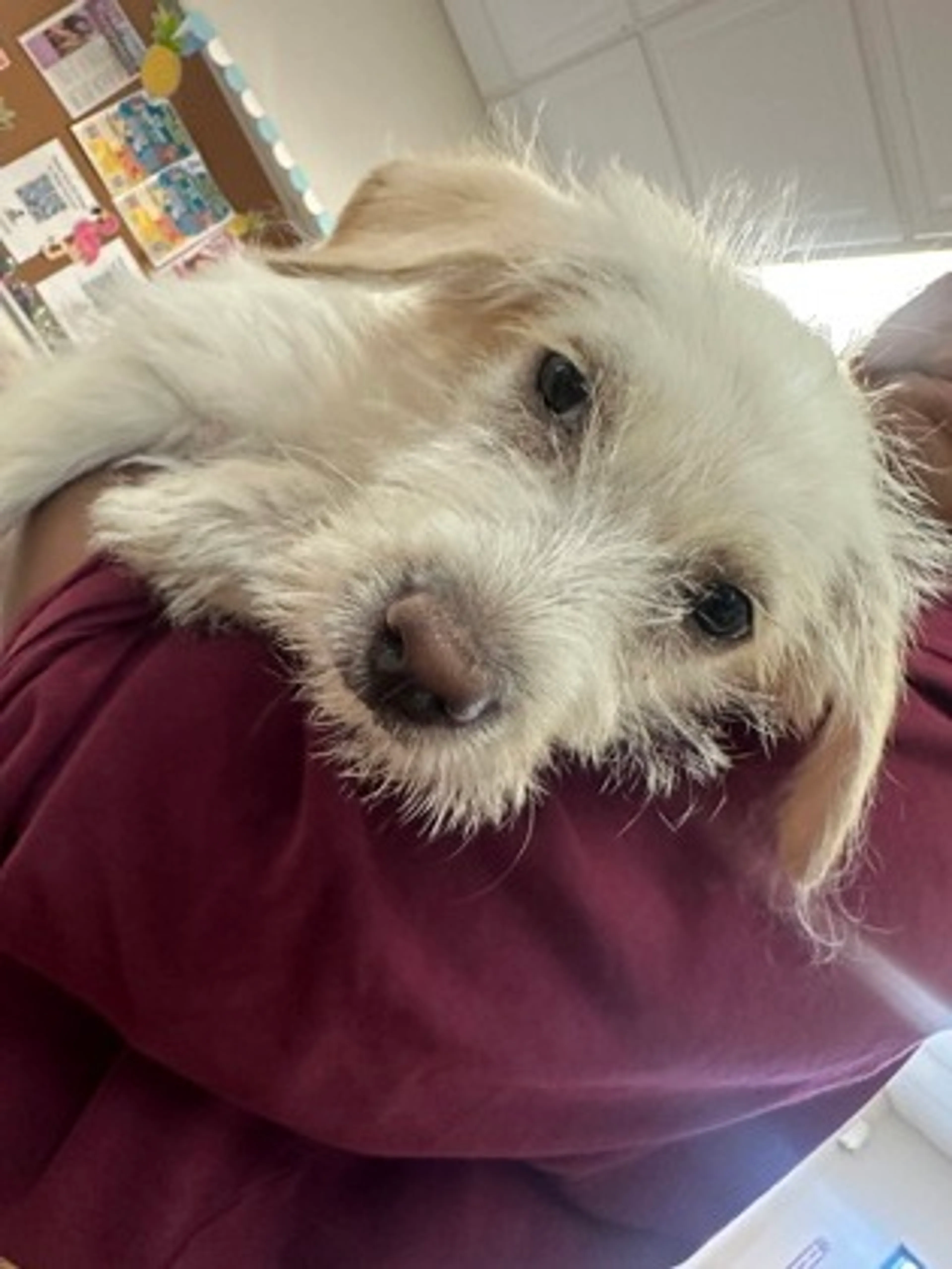 cdn image