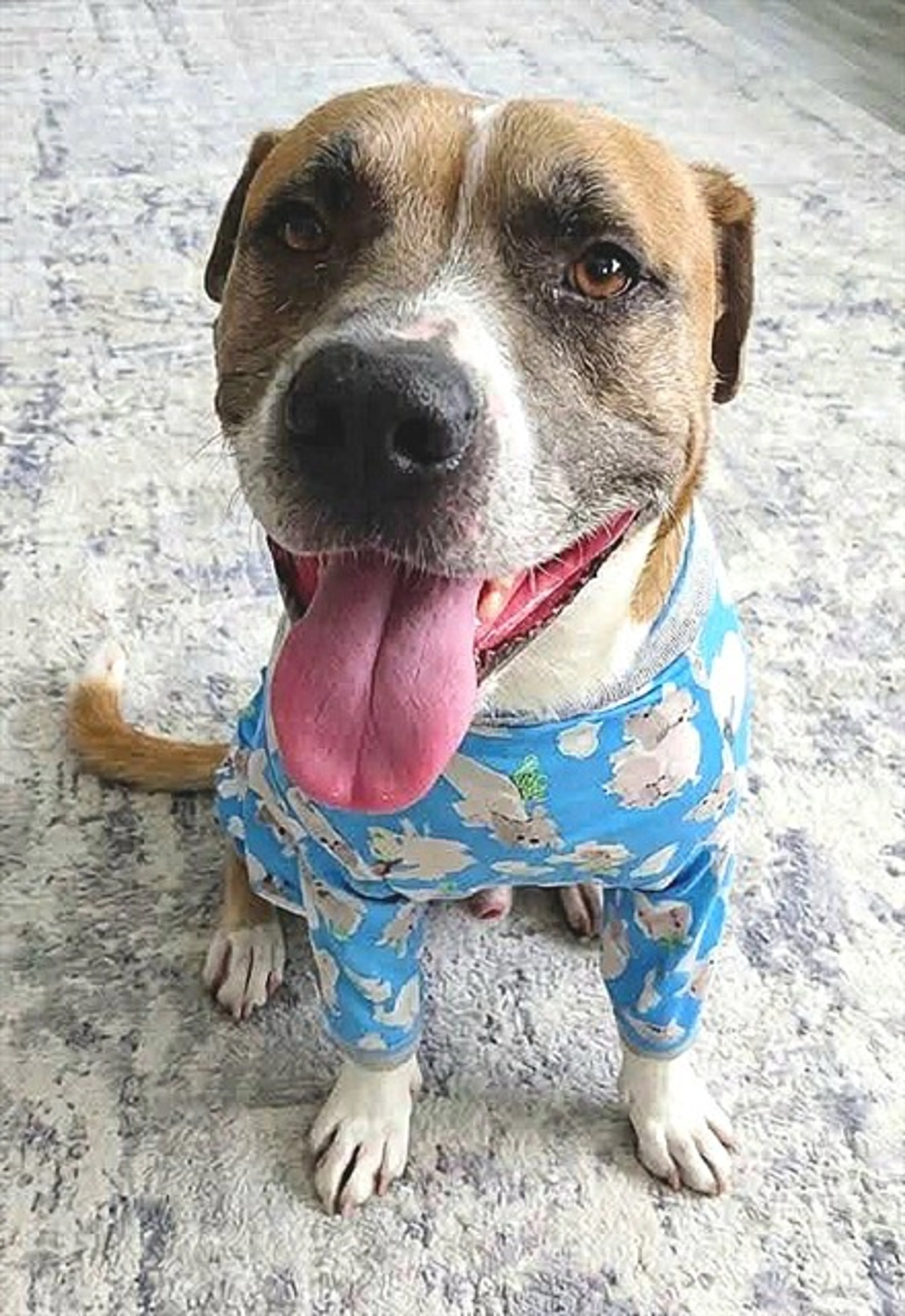 cdn image