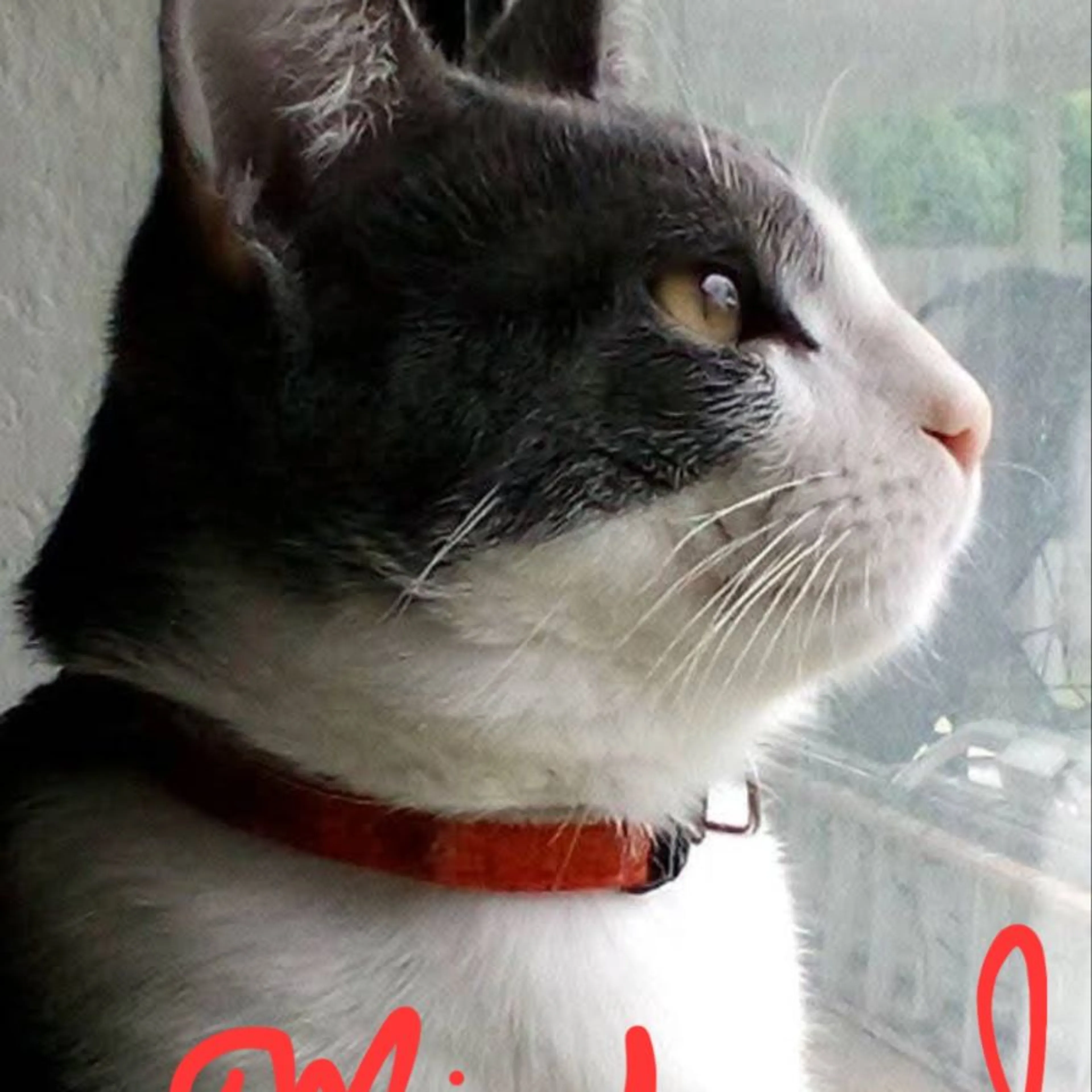 cdn image